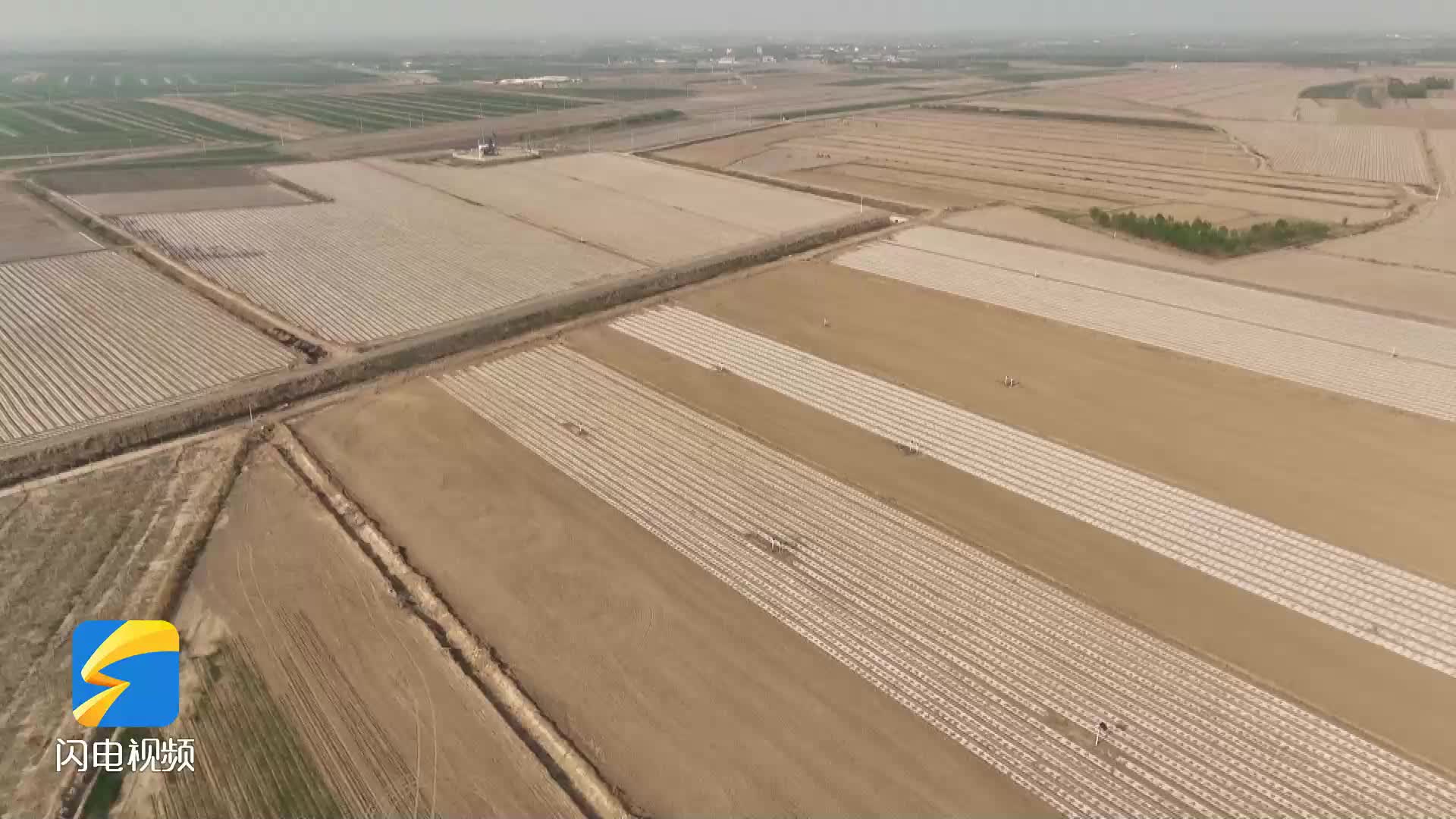 滨州无棣：更新棉花种质资源 充分挖掘盐碱地潜能
