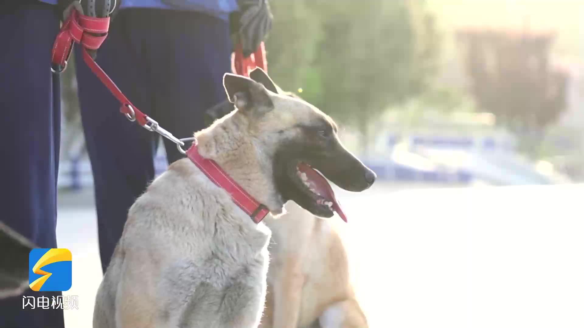 【山东省五一劳动奖章获得者 】王源波:搜救犬与训导员的双向奔赴