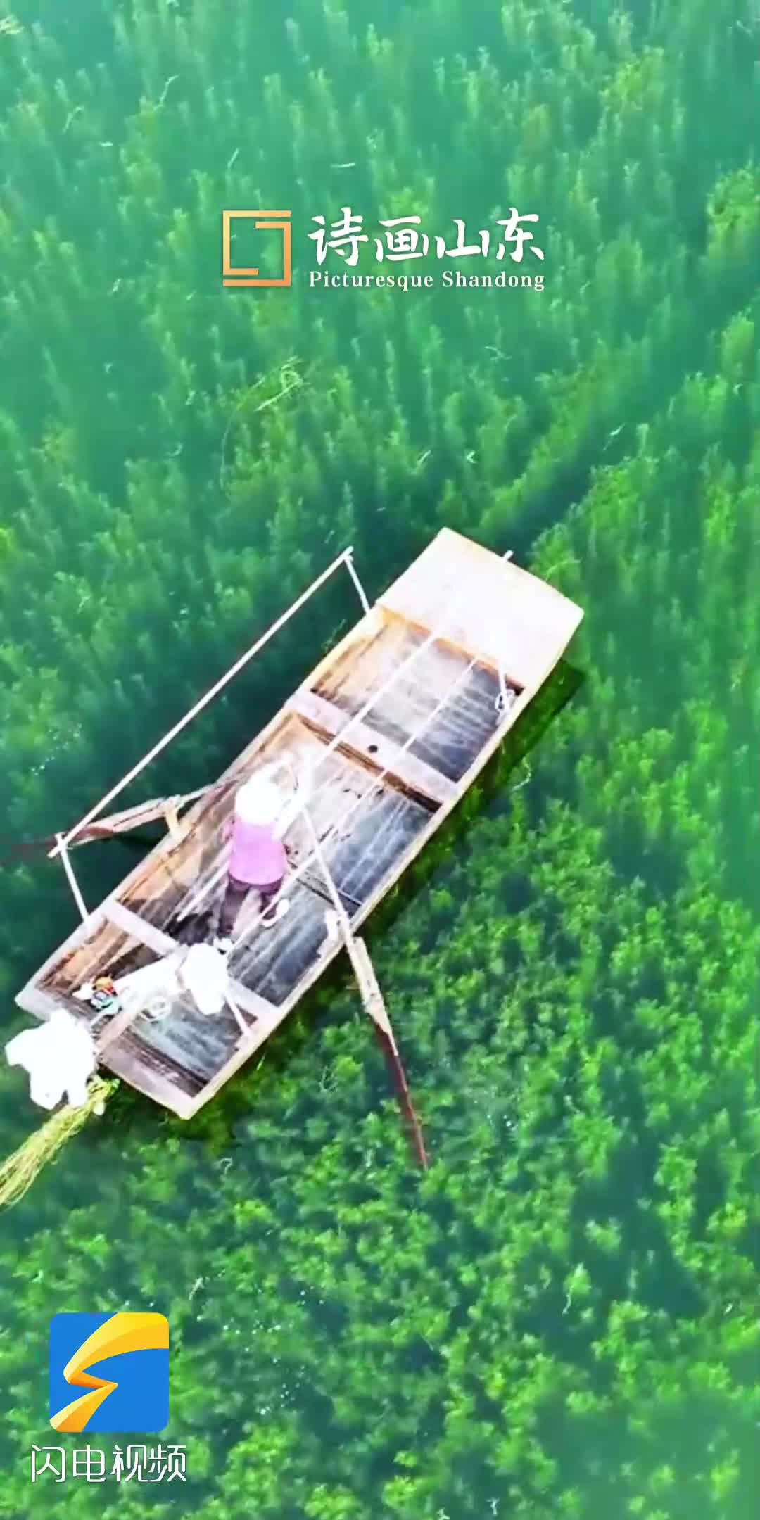 微山独山湖：打卡“水下森林”  尽享自然之美