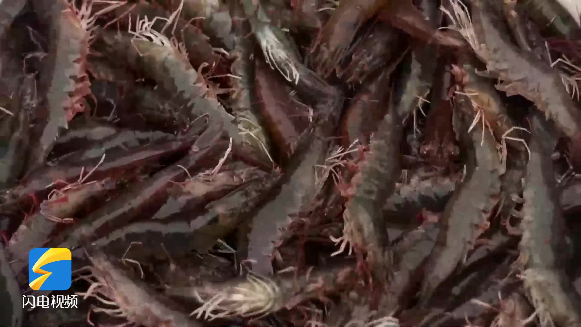 无棣：工厂化养殖对虾提前上市 每年产值达20亿元