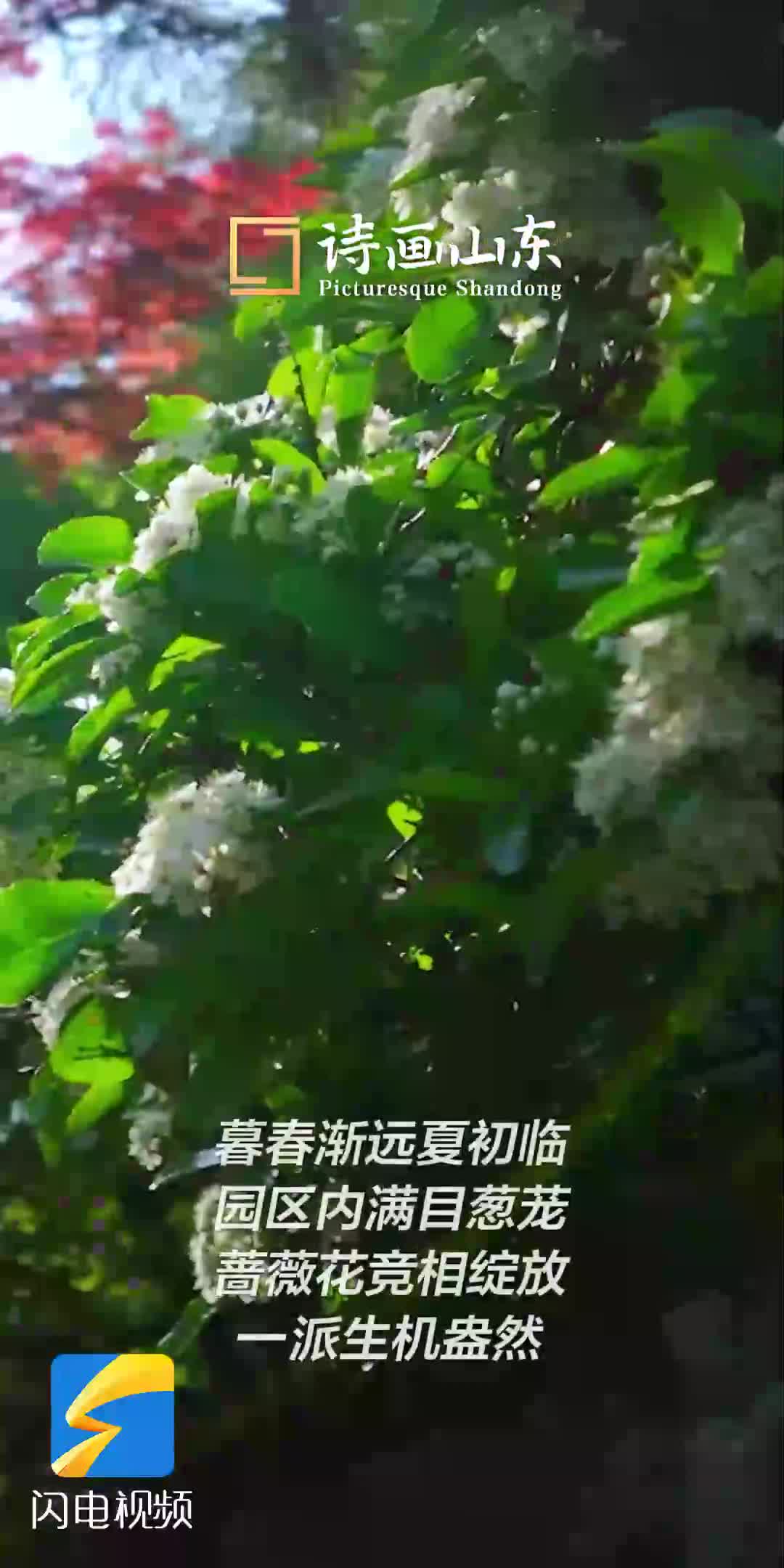 枣庄：暮春渐远夏初临 最美人间五月天