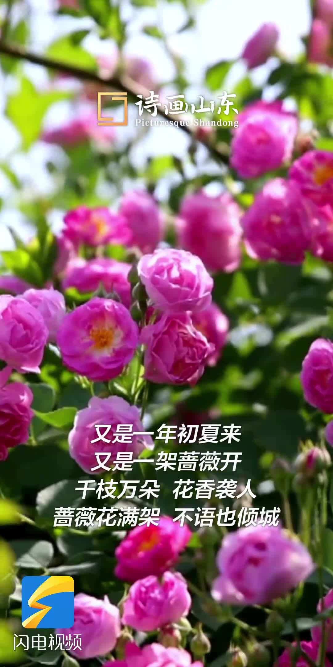 濰坊青州：薔薇花開 滿屏芬芳