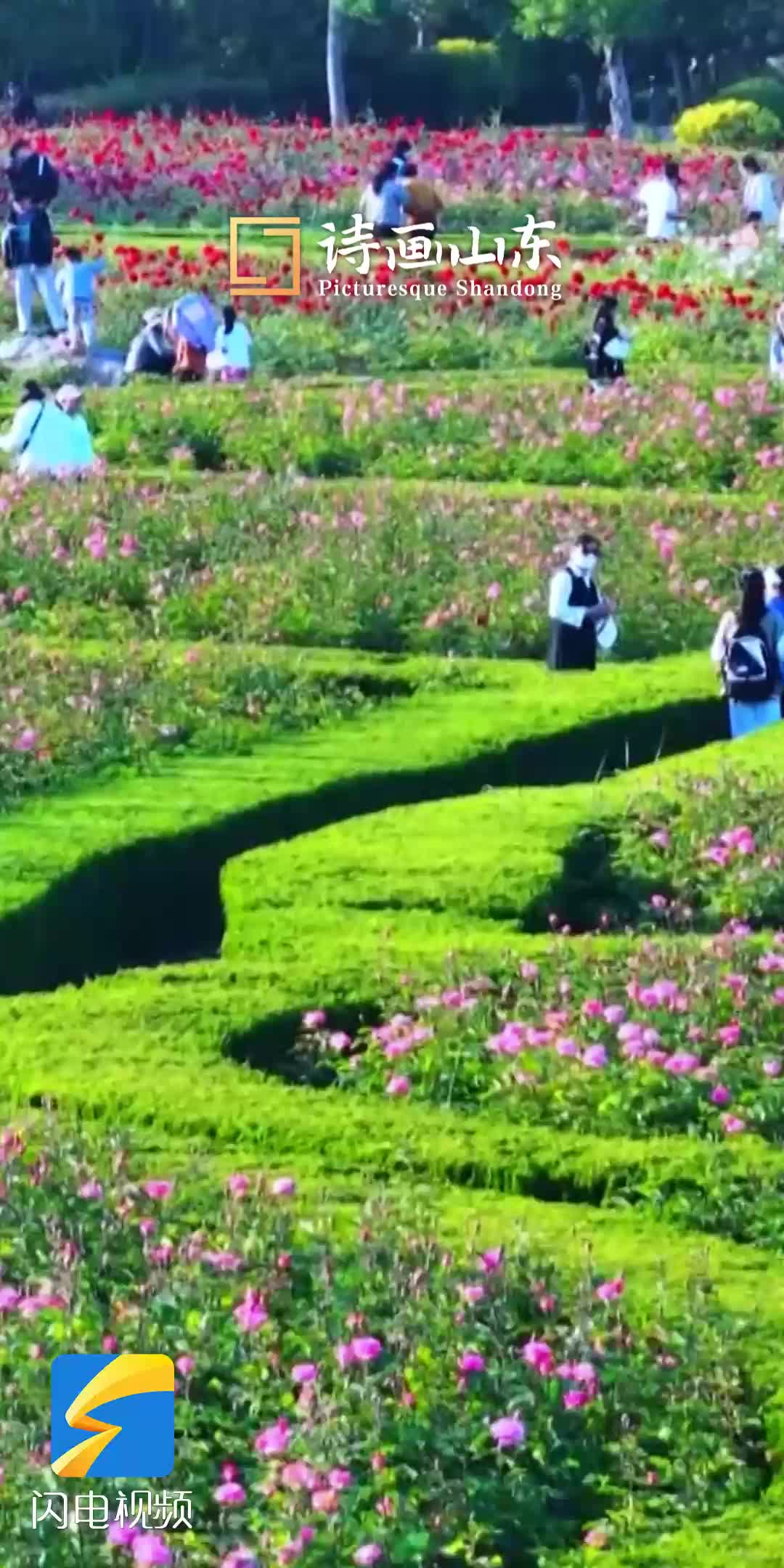 金乡：初夏时节月季花开 美景如画