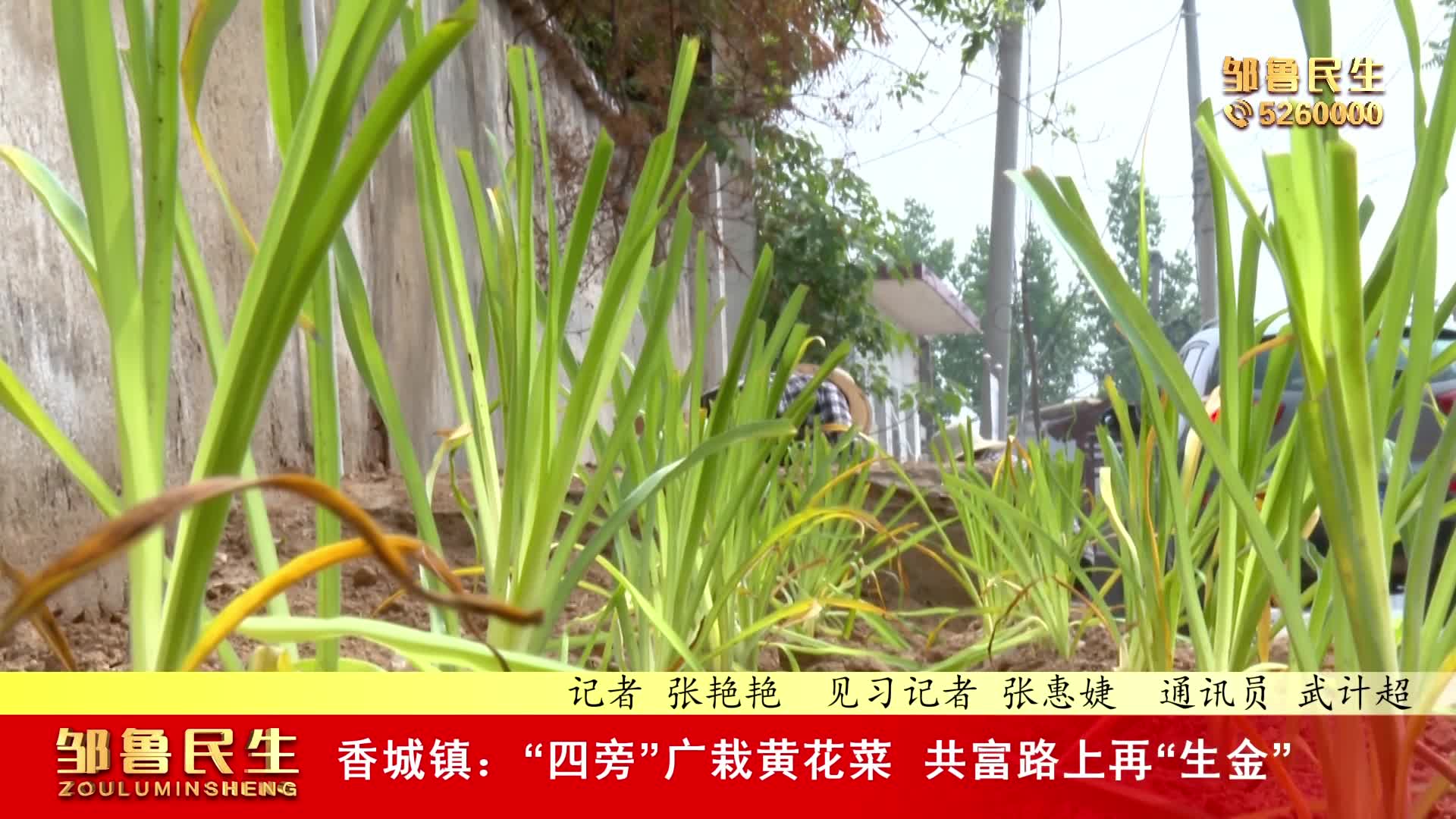 【视频新闻】香城镇：“四旁”广栽黄花菜 共富路上再“生金”