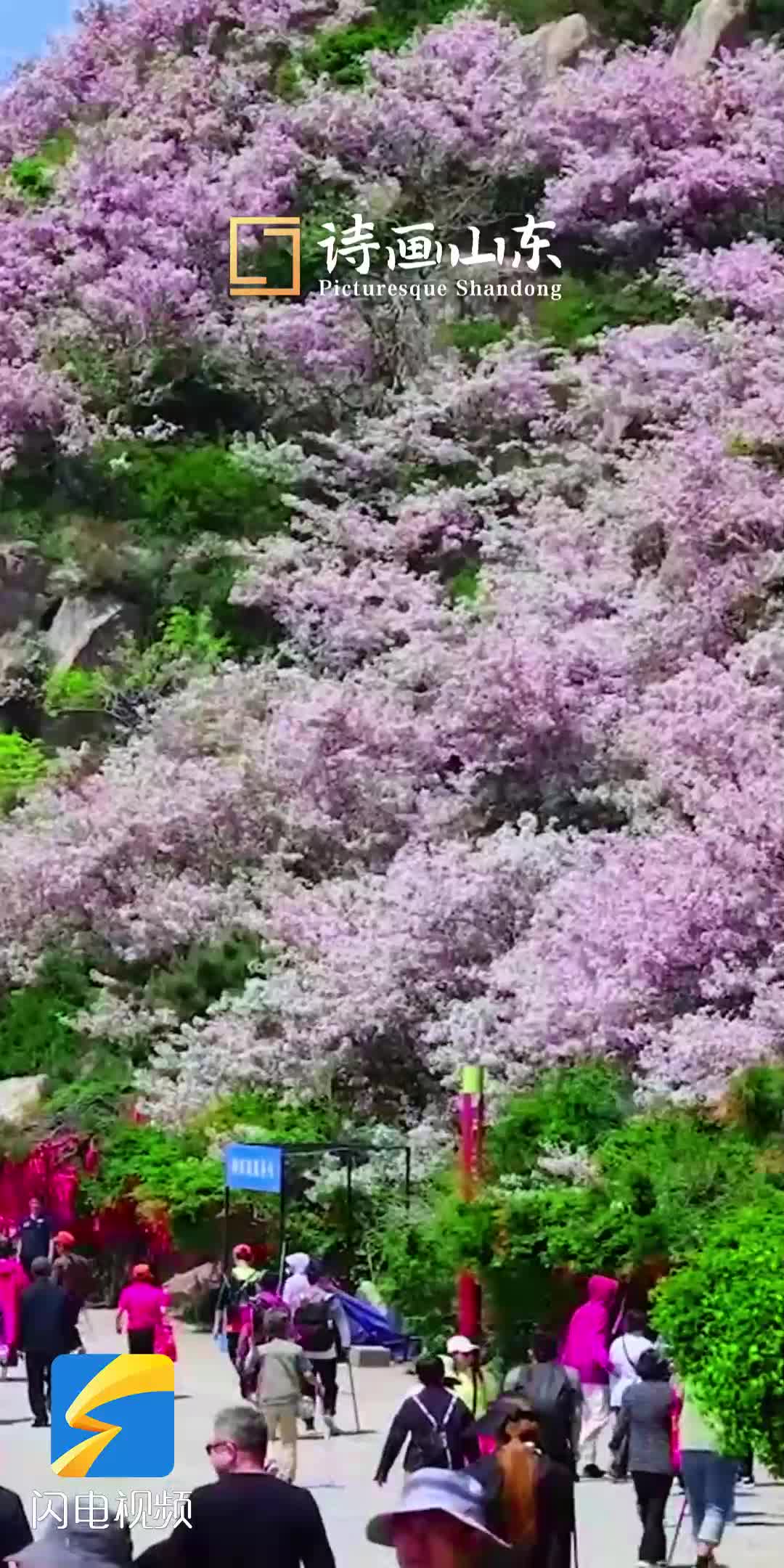 泰山200畝海棠盛開 繁花似錦蔚為壯觀