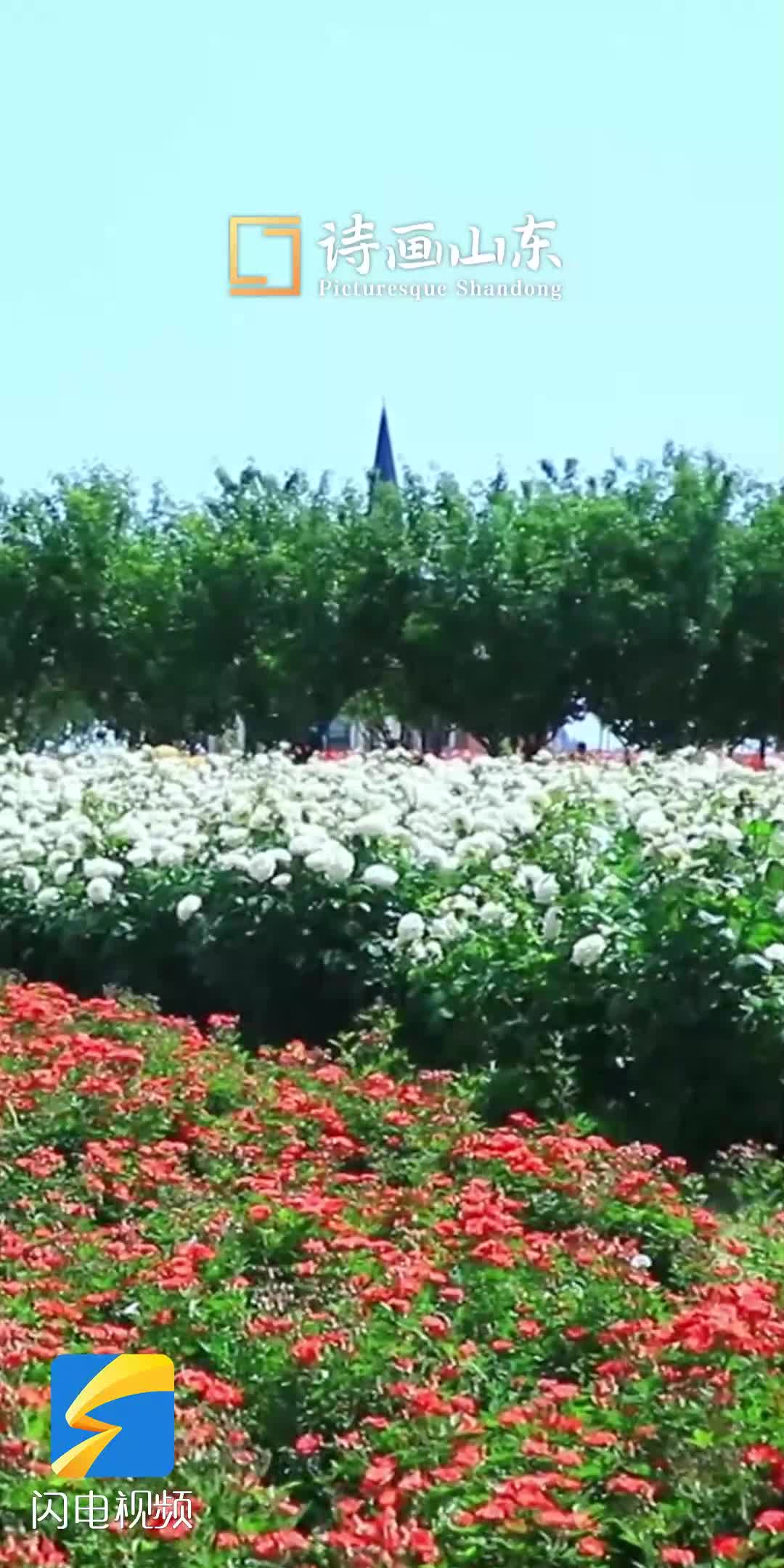 聊城九州洼月季迎來盛花期 600余種月季競相綻放