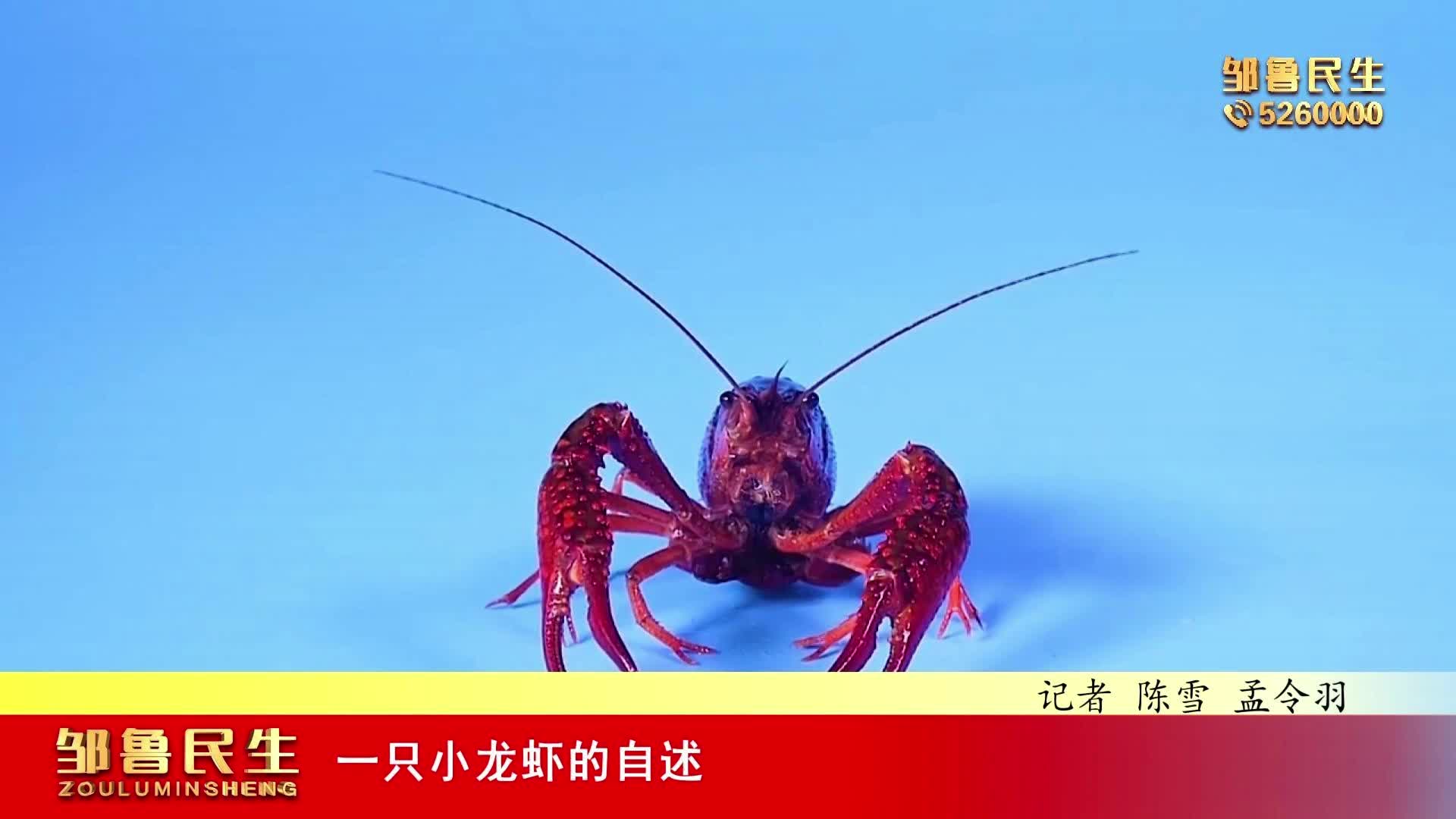 【视频新闻】一只小龙虾的自述