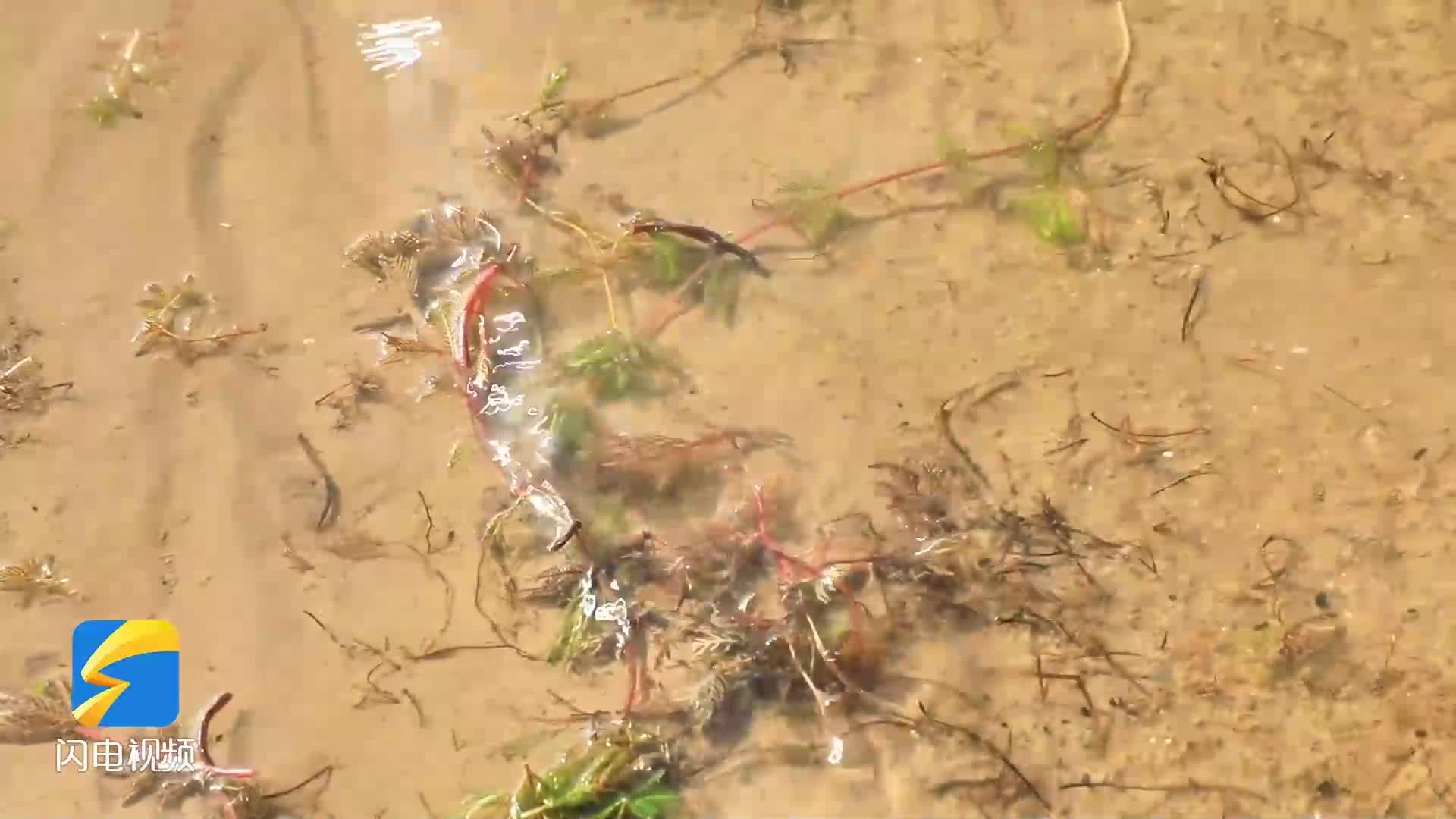 鳥兒的食物離不開水草？和記者在山東黃河三角洲國家級自然保護區尋找答案