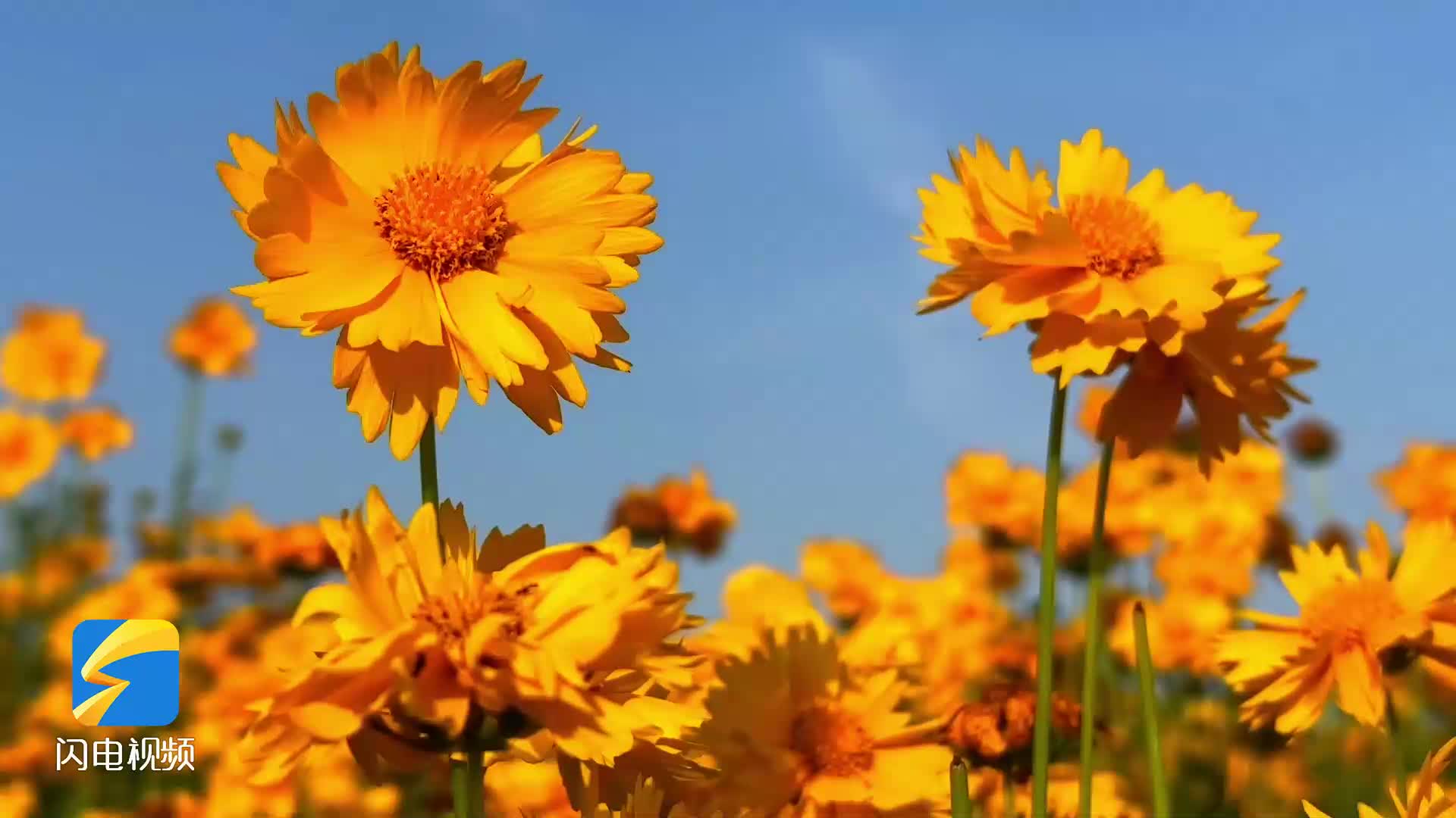 暢游齊魯｜濱州濱城：打造千畝菊花全產業鏈運營模式