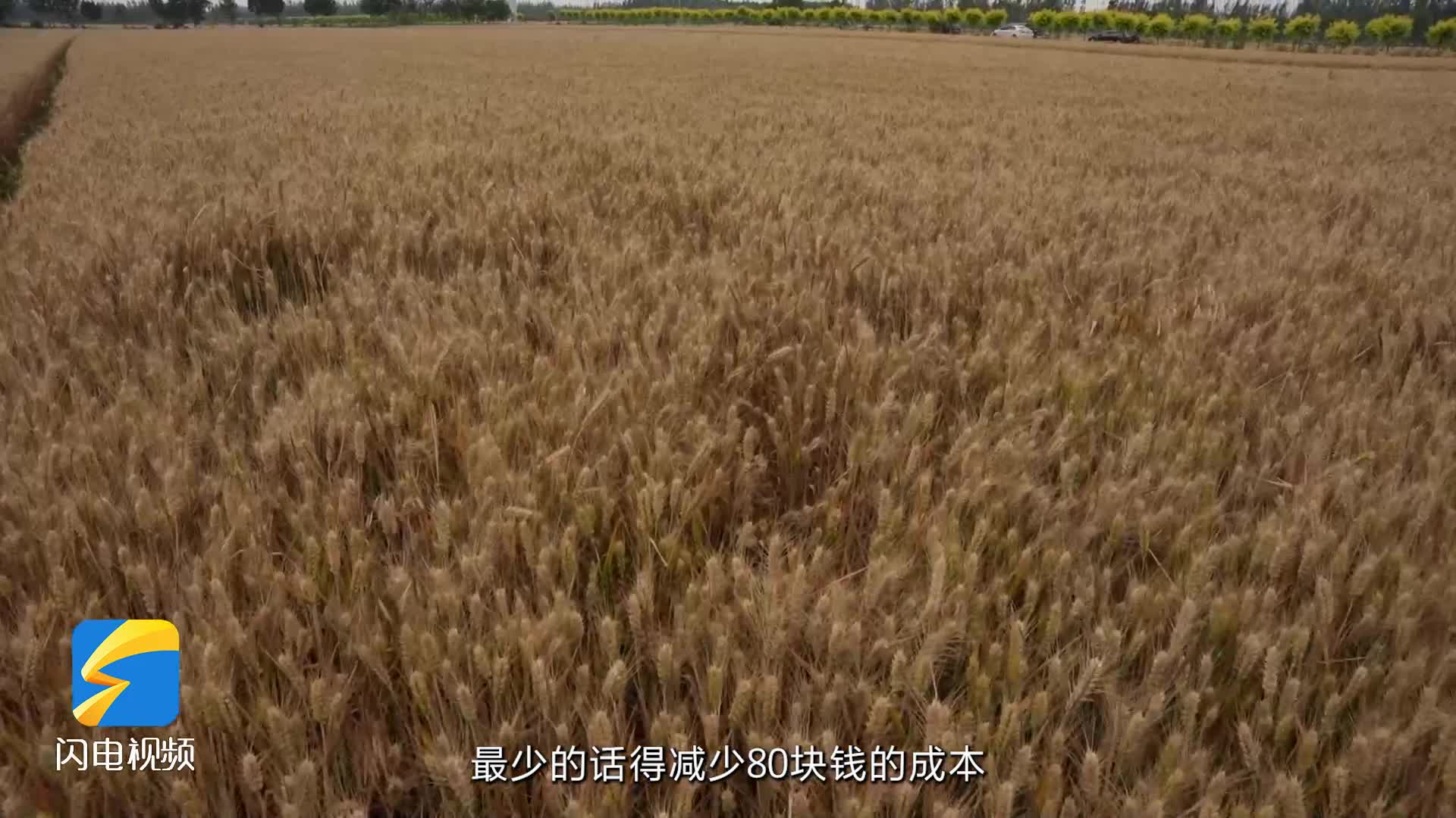 阳信：“废沼液”变“农家宝” 小麦增产促丰收