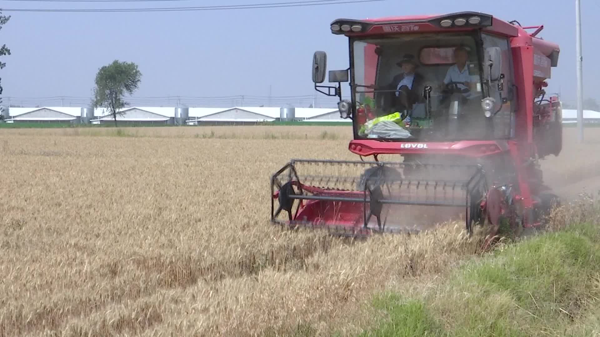 阳谷:农业社会化服务  助力"三夏"生产