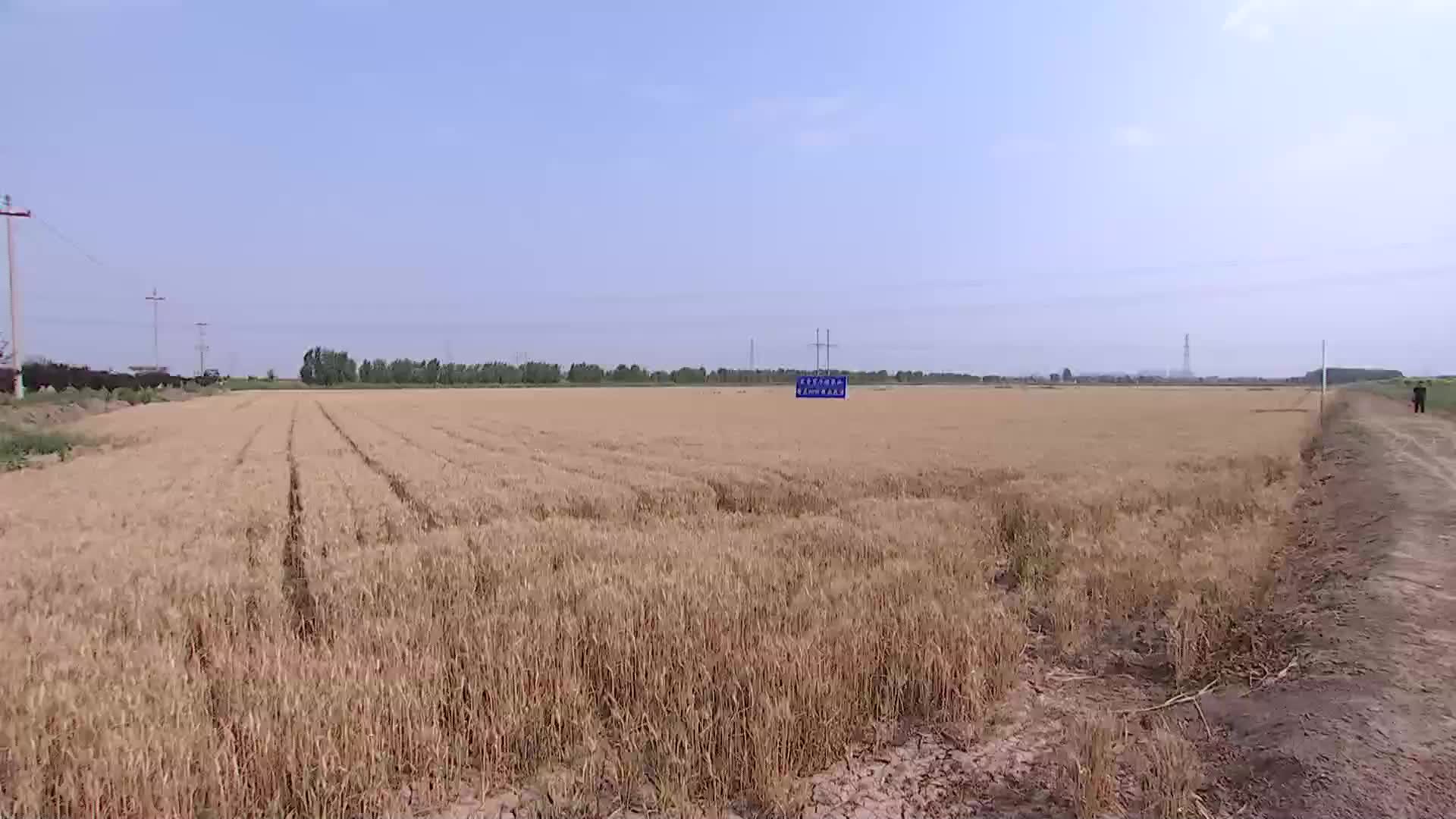 杨国强专题调研盐碱地综合利用工作