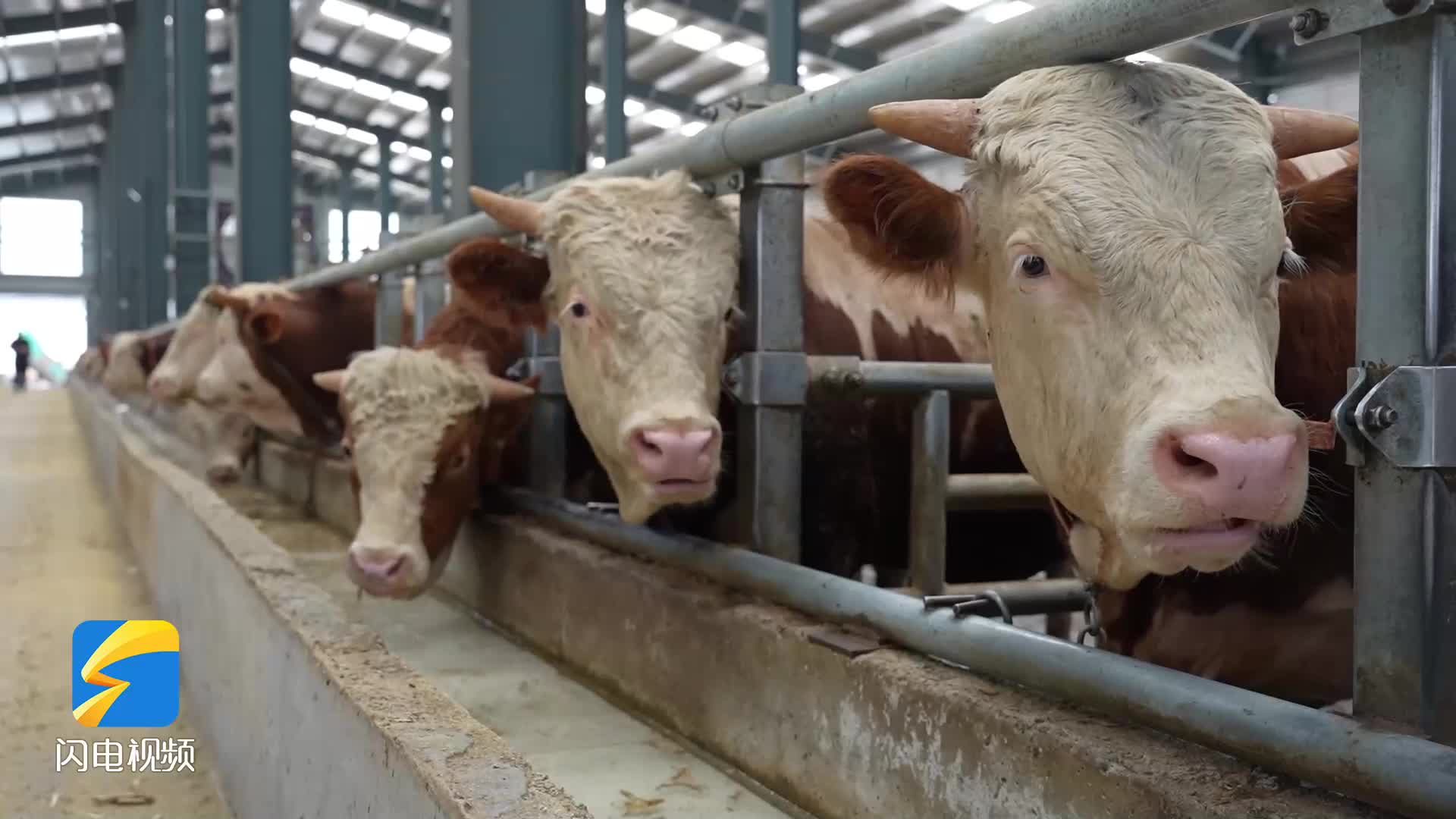 陽信近10萬肉牛“喊熱” 自動化設備來降溫