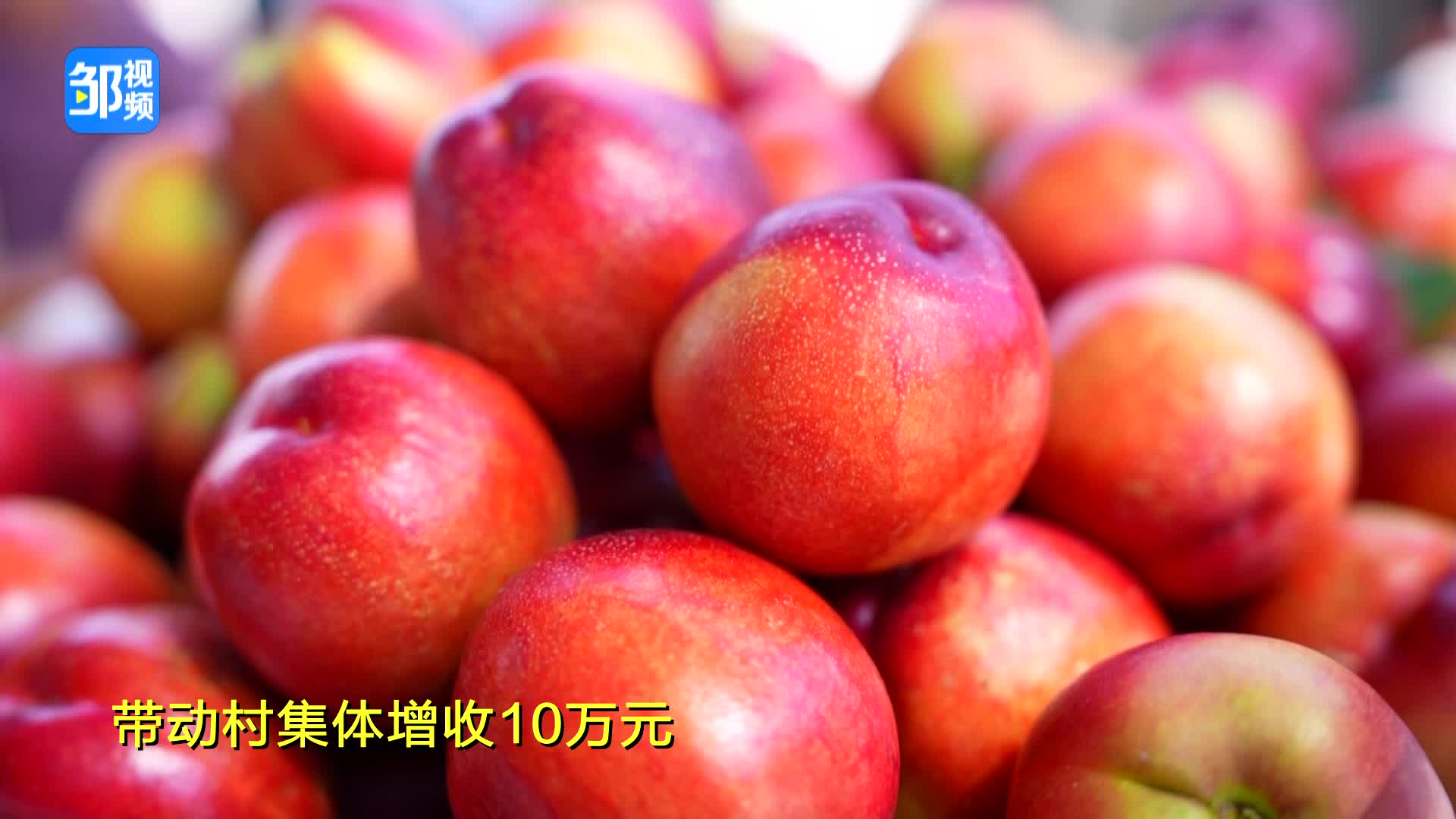 【邹视频·新闻】44秒丨峄山镇：油桃上市  果农“甜蜜”丰收