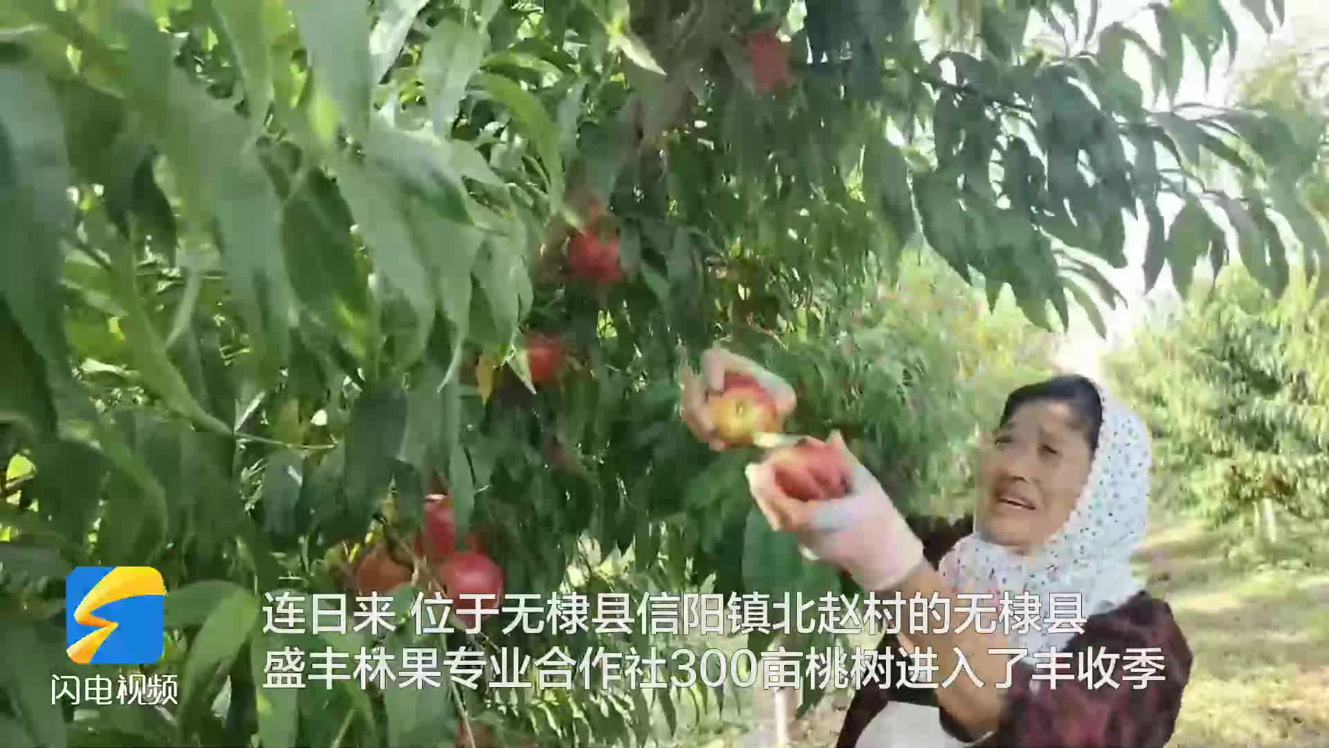 無棣：特色果業成為鄉村振興“助推器”