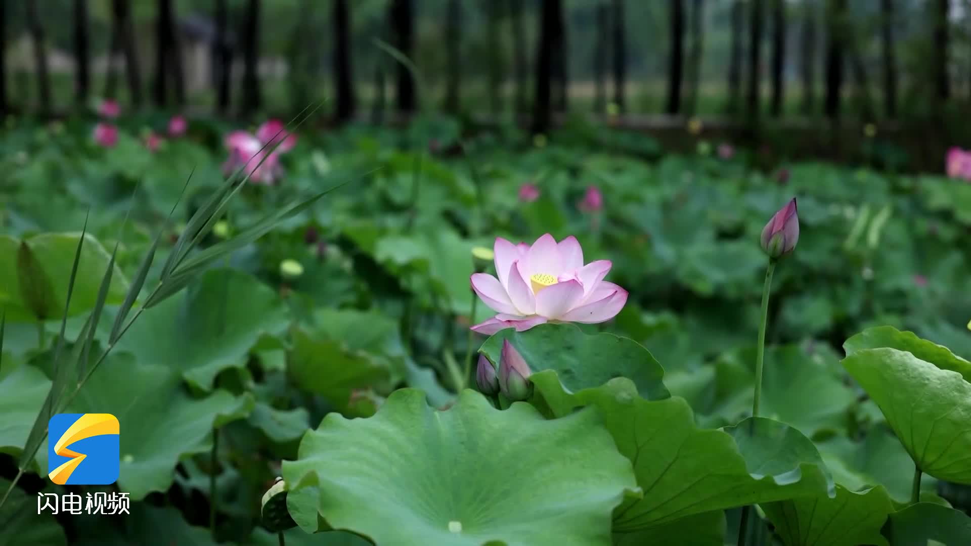 泰安市岱岳区房村镇:夏日炎炎 荷叶"莲莲"