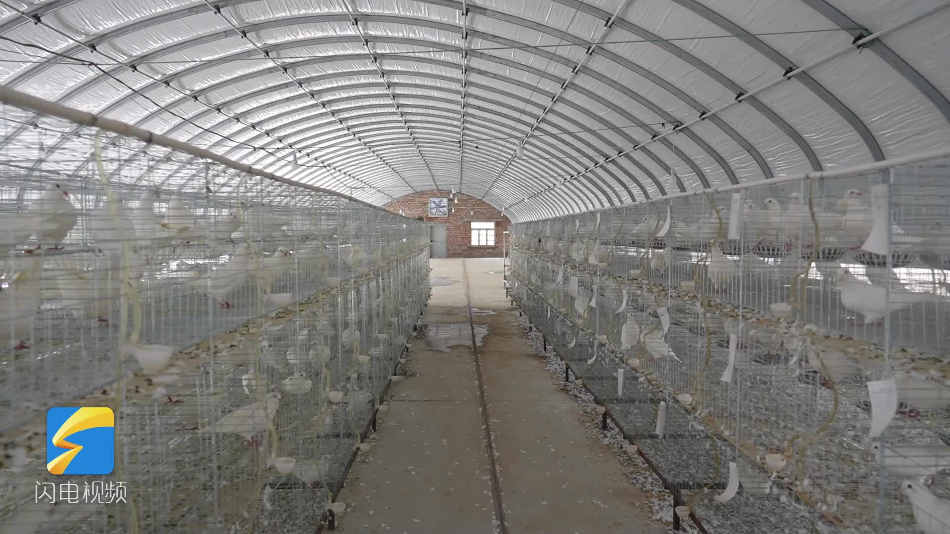 魏湾镇:鸽子养殖"飞"出致富新路径