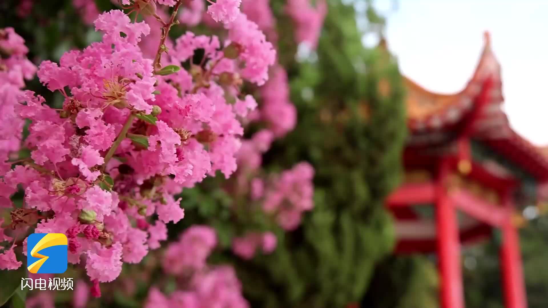 菏泽定陶：紫薇花街头绽放扮盛夏