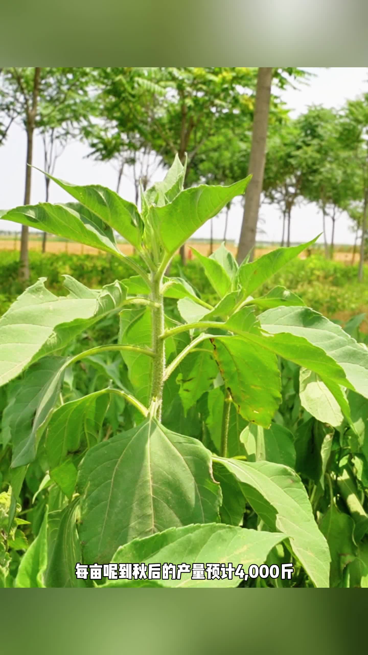 菊芋图片叶子图片