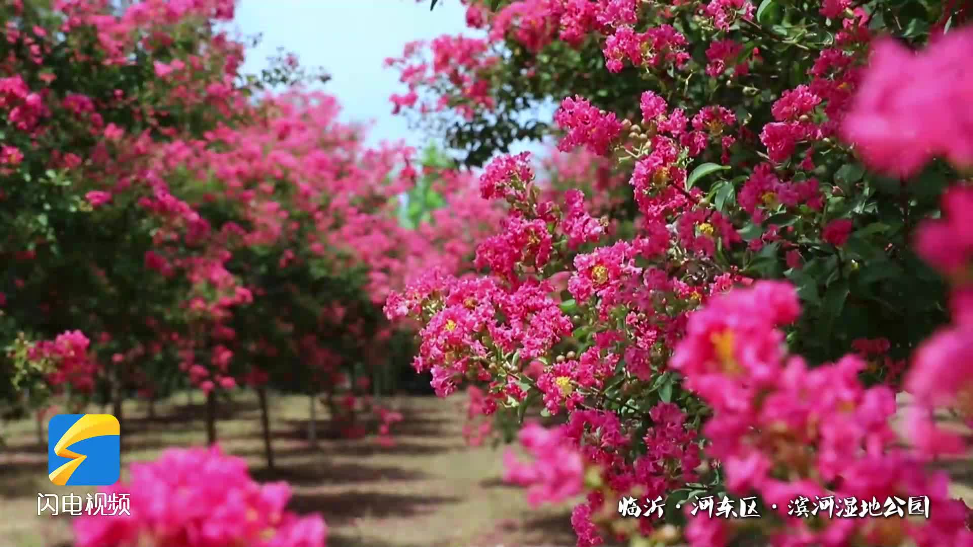 “山东省鞋”好City！临沂红蓝头舞蹈鞋火遍全网