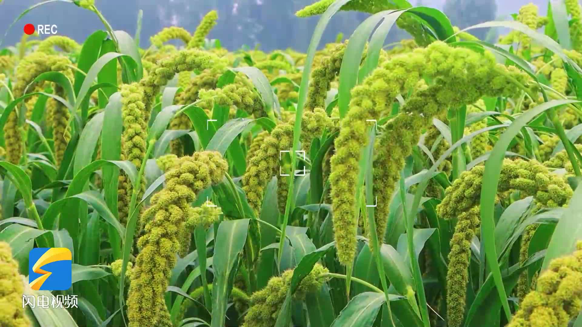 綠浪滾滾“鶴伴珍谷”：鄒平西董小米基地的夏日豐景