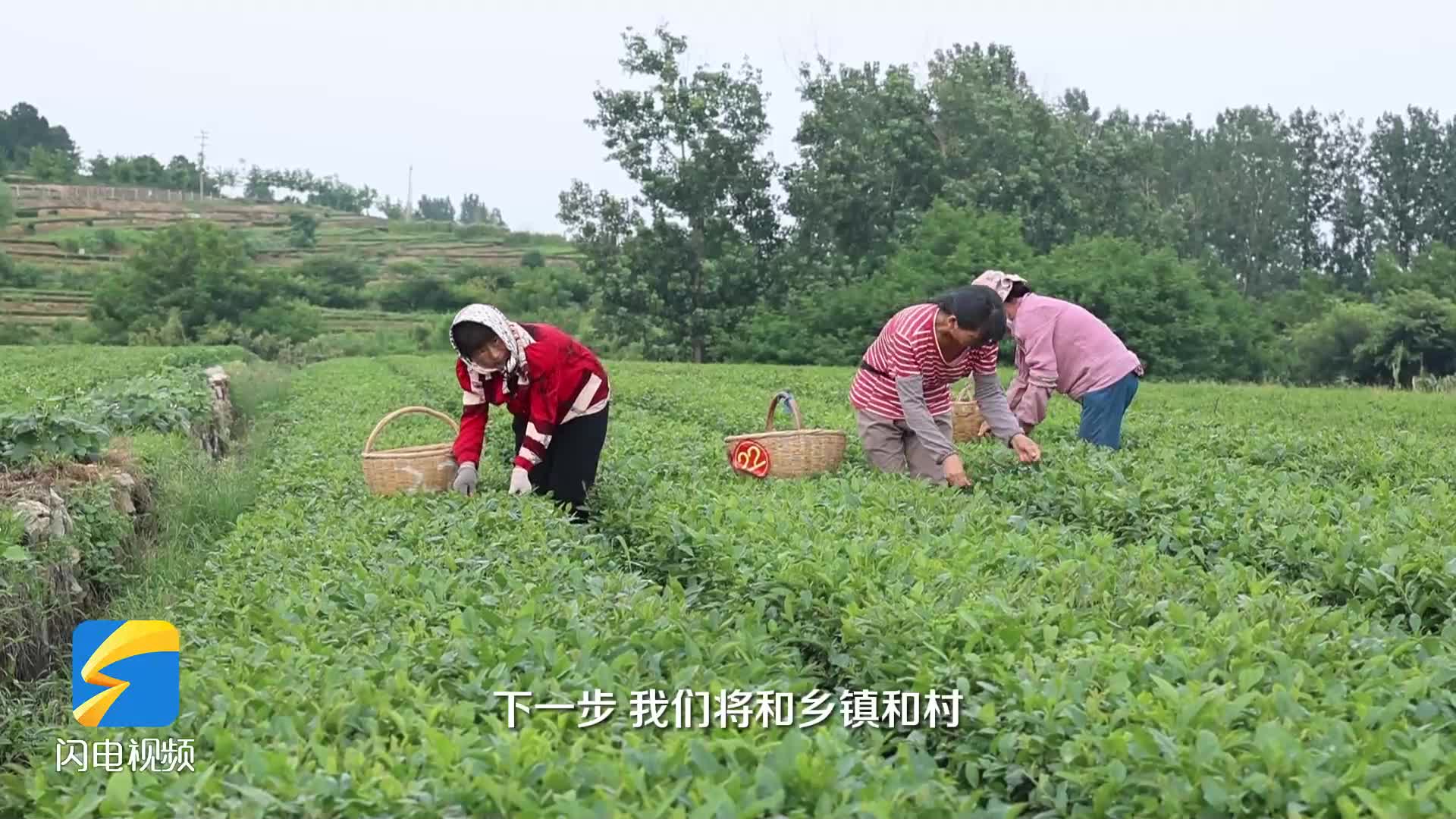 問政追蹤｜茶苗補貼成“空頭支票” 日照市嵐山區：優化補貼申報流程 加快補貼資金審核發放