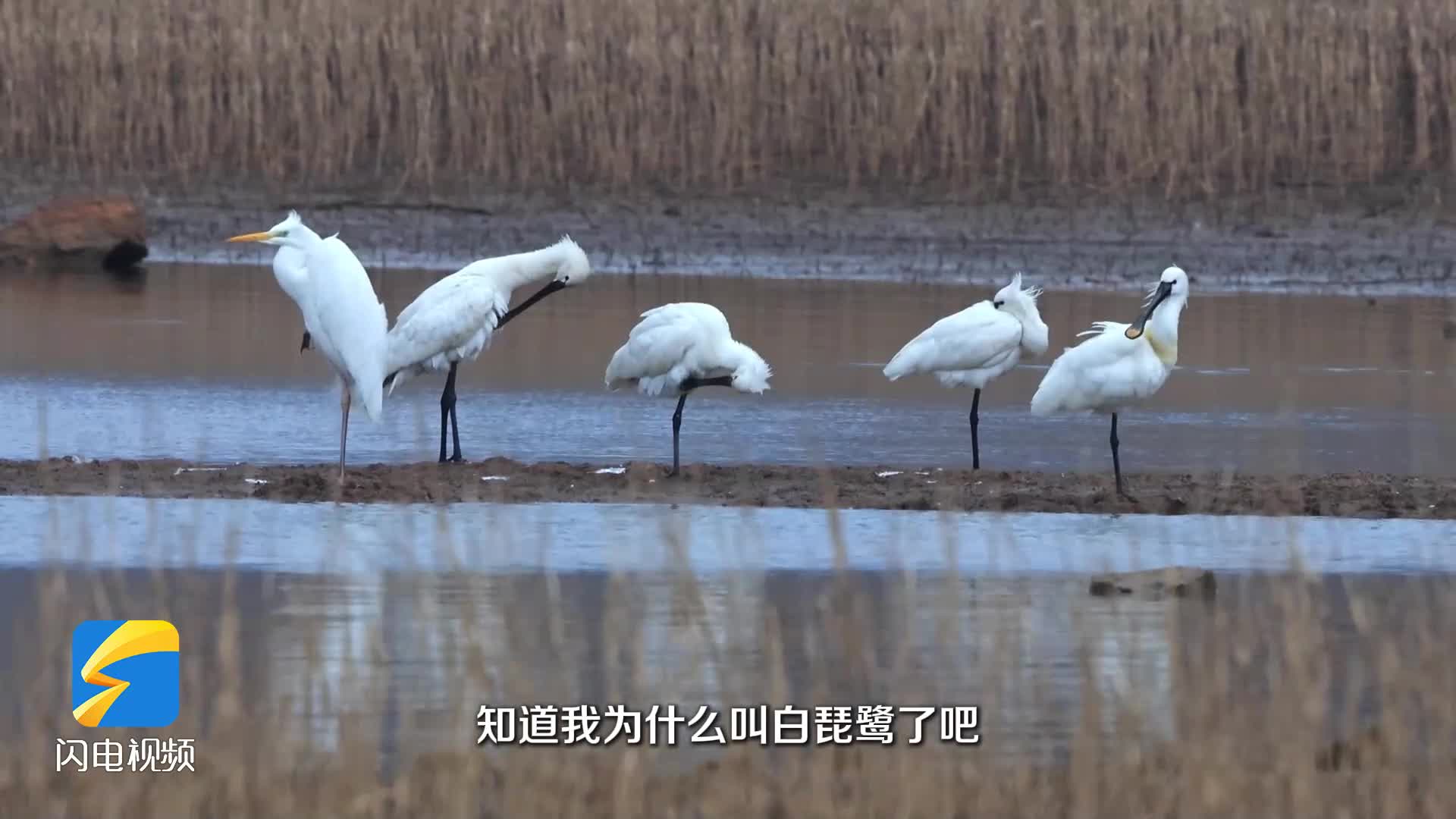 “新鄰居”來了！4個新發現珍稀物種種群在山東“落戶安家”