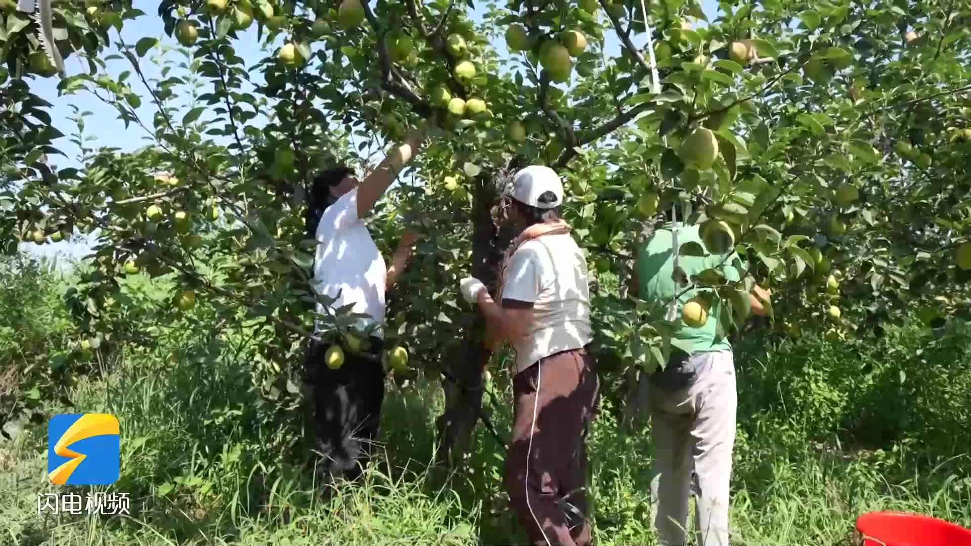 陽信：有機梨豐收 高價暢銷京滬等地助力農民增收