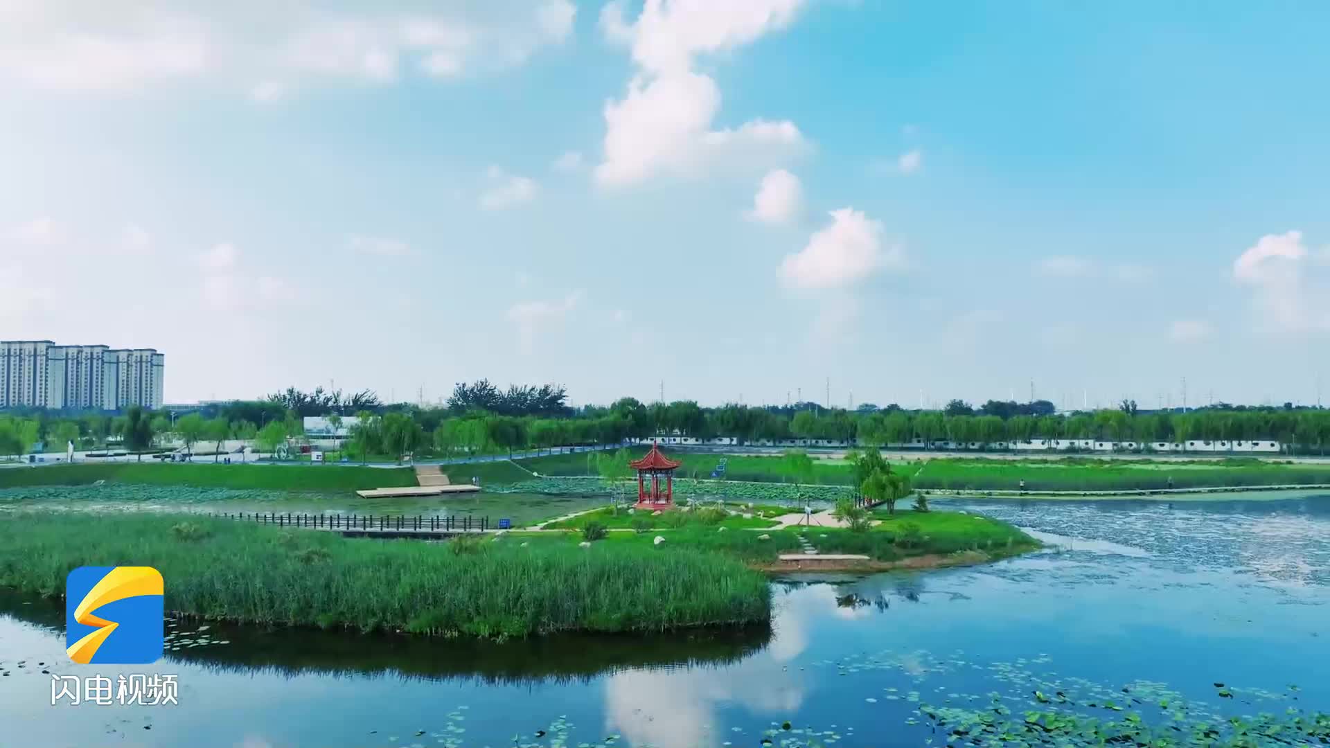 德州夏津：成群鹭鸟水中栖息 初秋湿地美如画