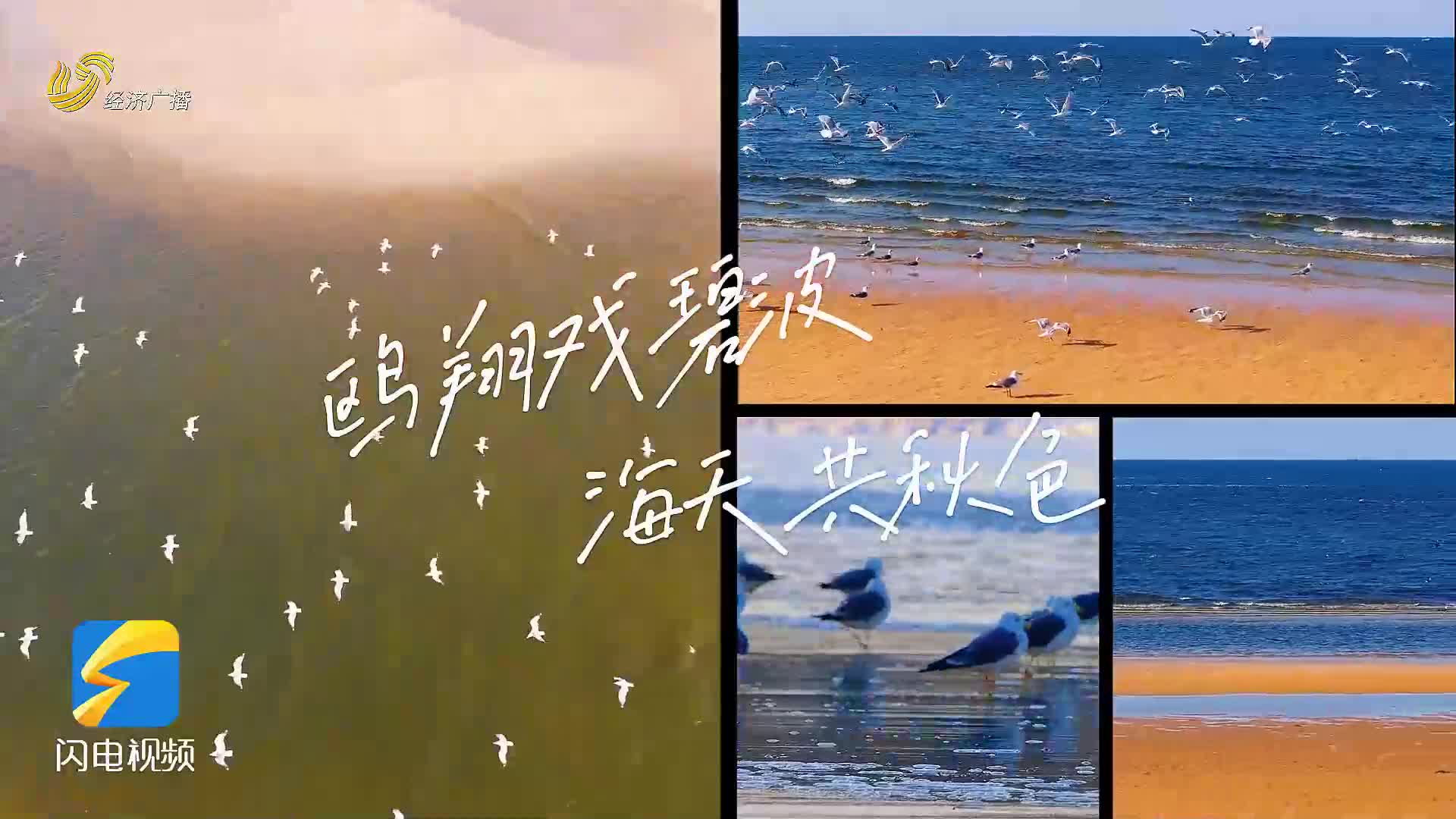 ?鷗翔戲碧波 海天共秋色