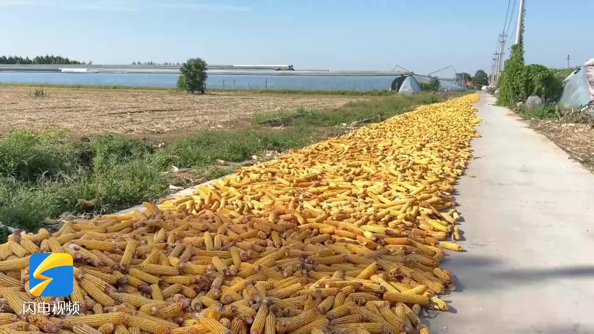 广饶 秋收玉米晾晒忙