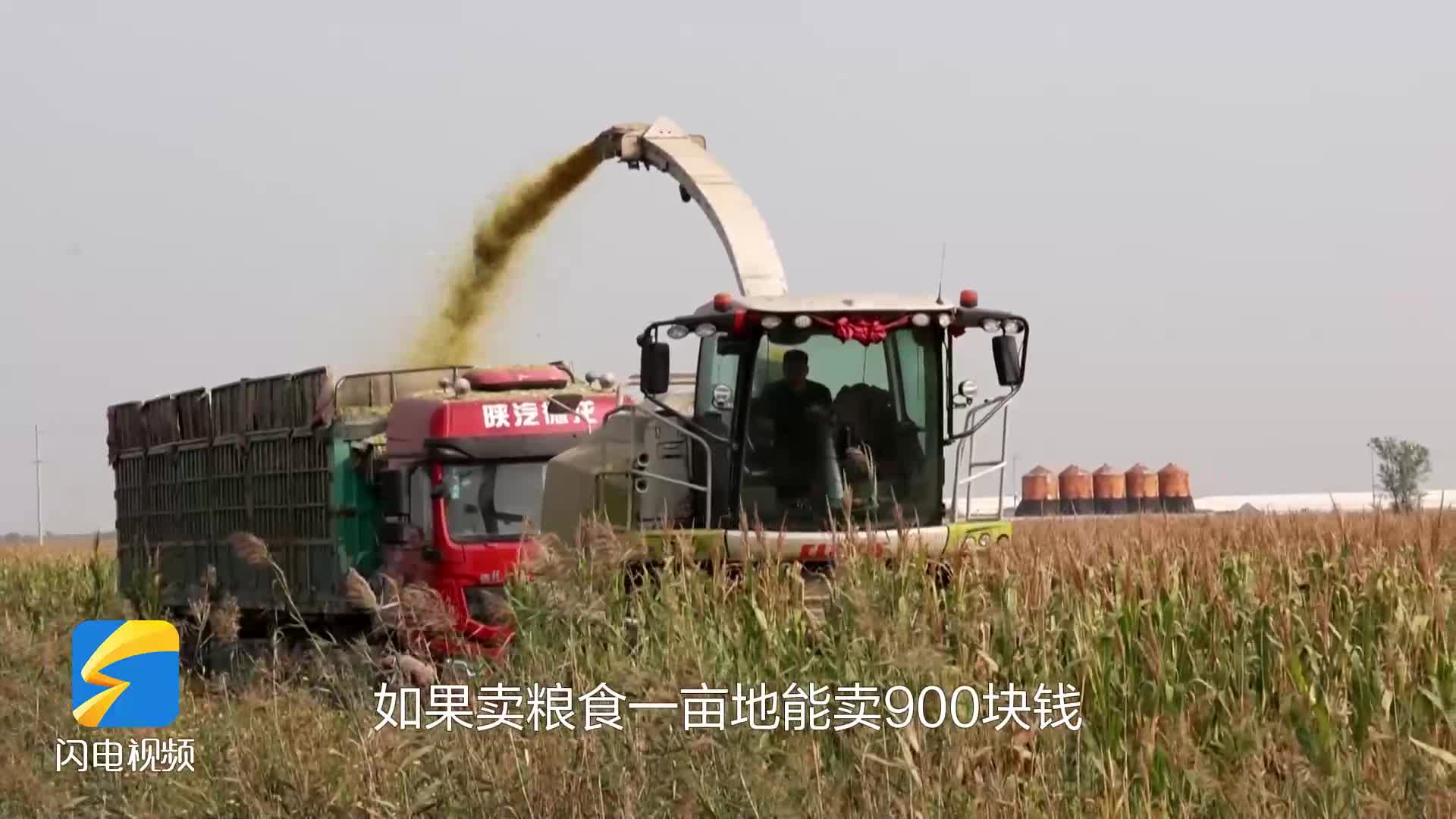 無棣：5000畝玉米青貯作業忙 預計增收150萬元