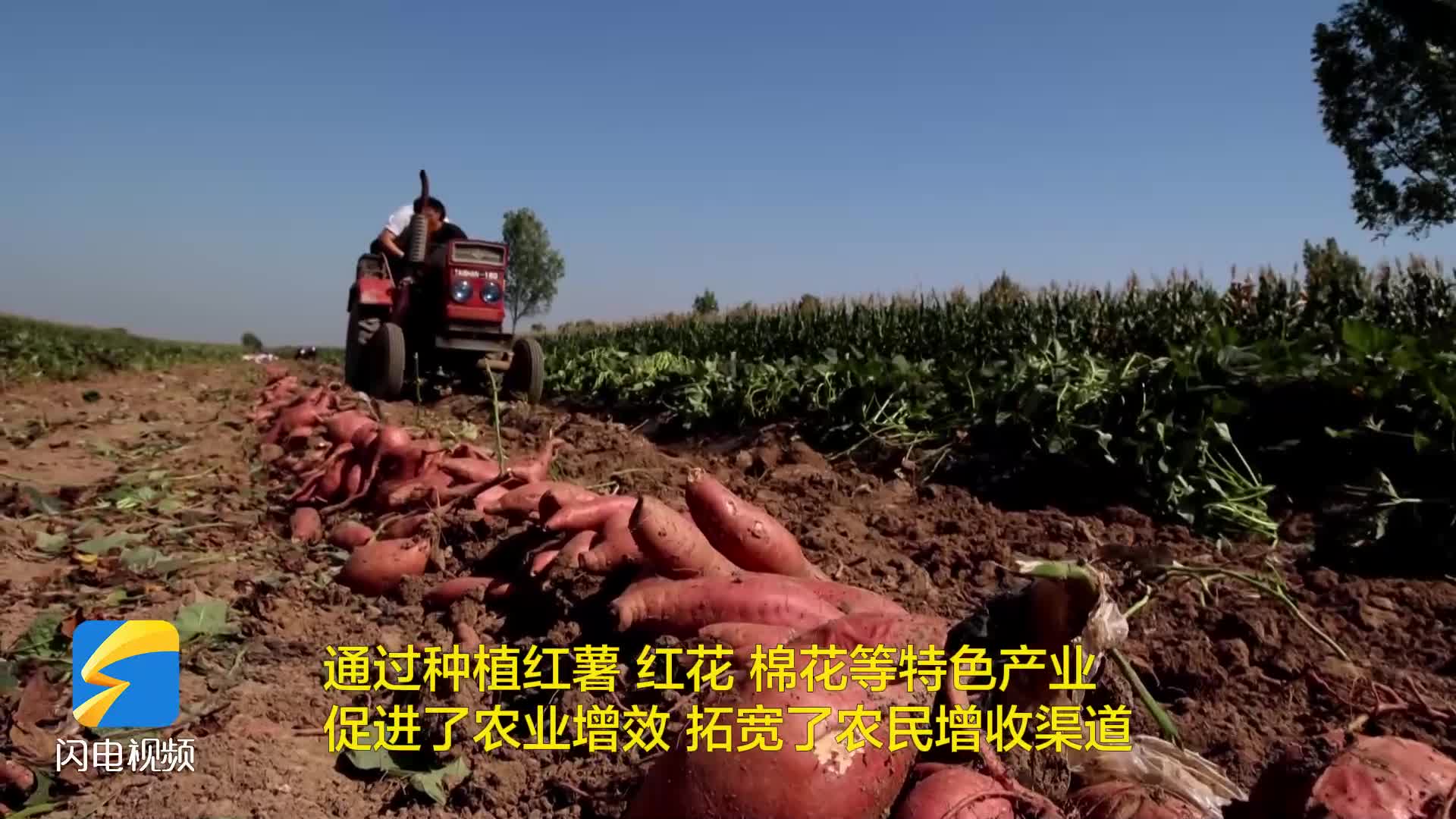 無棣：紅薯豐收點(diǎn)亮村集體經(jīng)濟(jì)發(fā)展路
