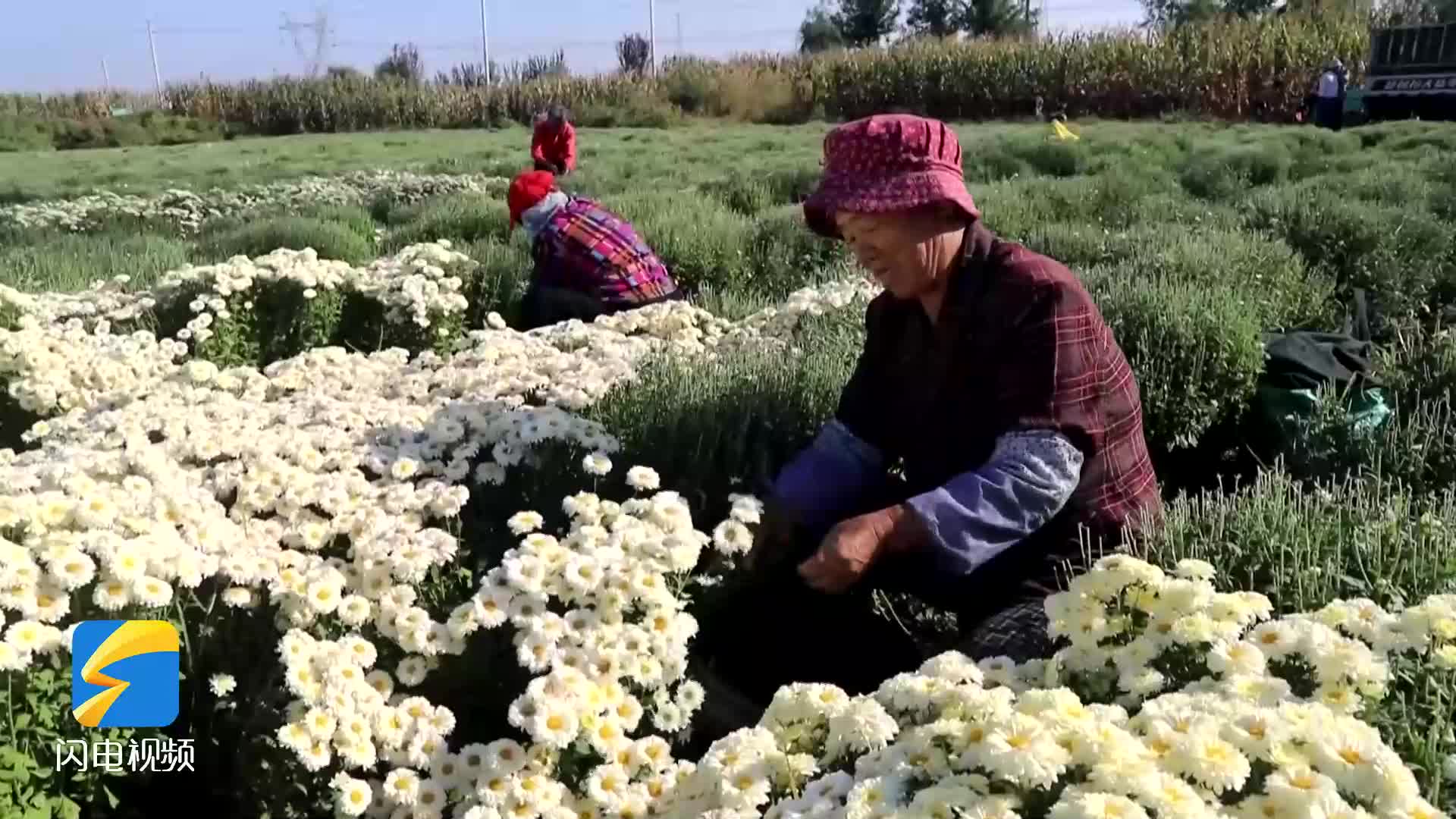 鄒平：菊花飄香采收忙 村民增收產業旺
