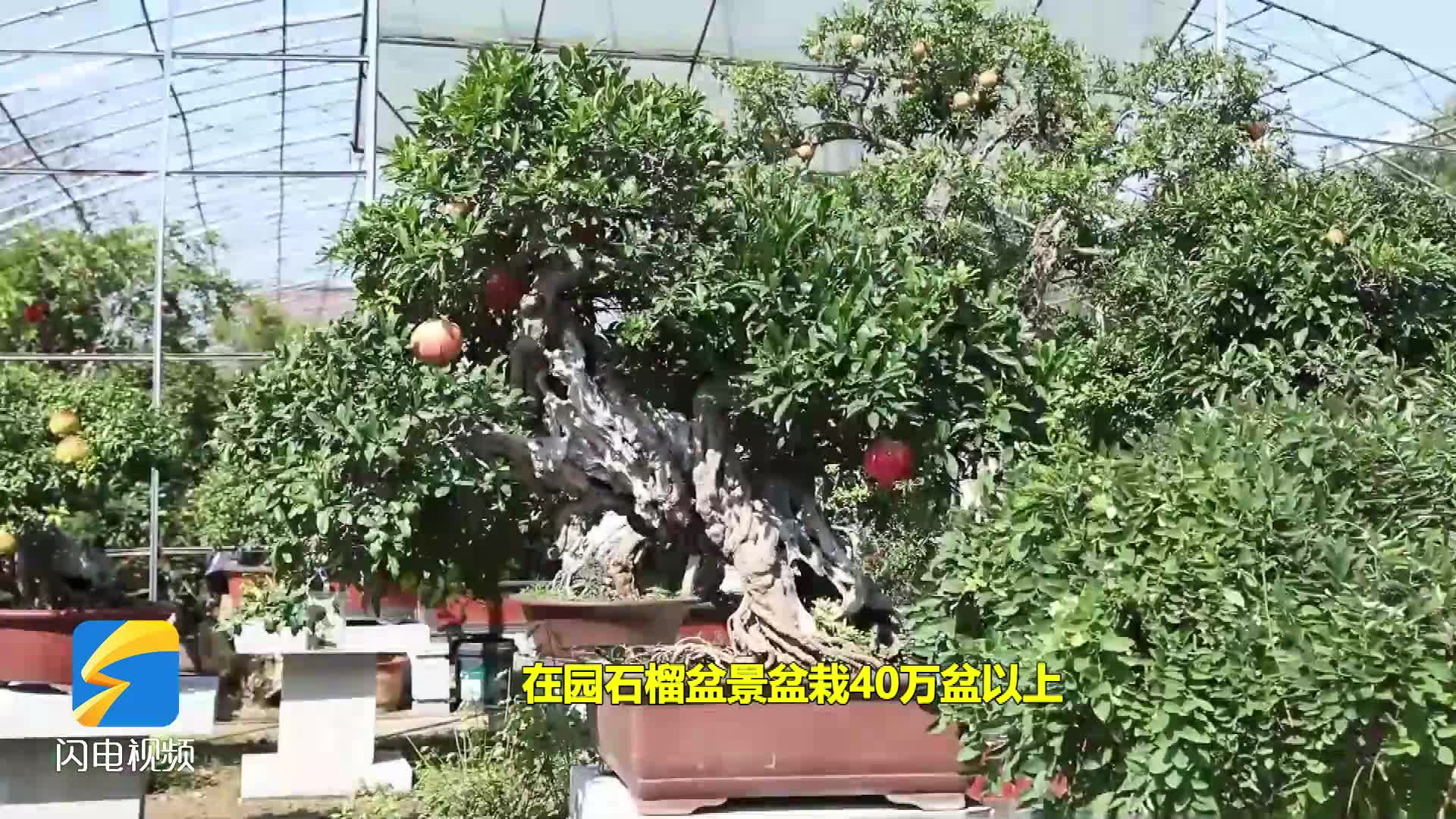 枣庄石榴盆景每年销售20多万盆 变身成为农家"聚宝盆"