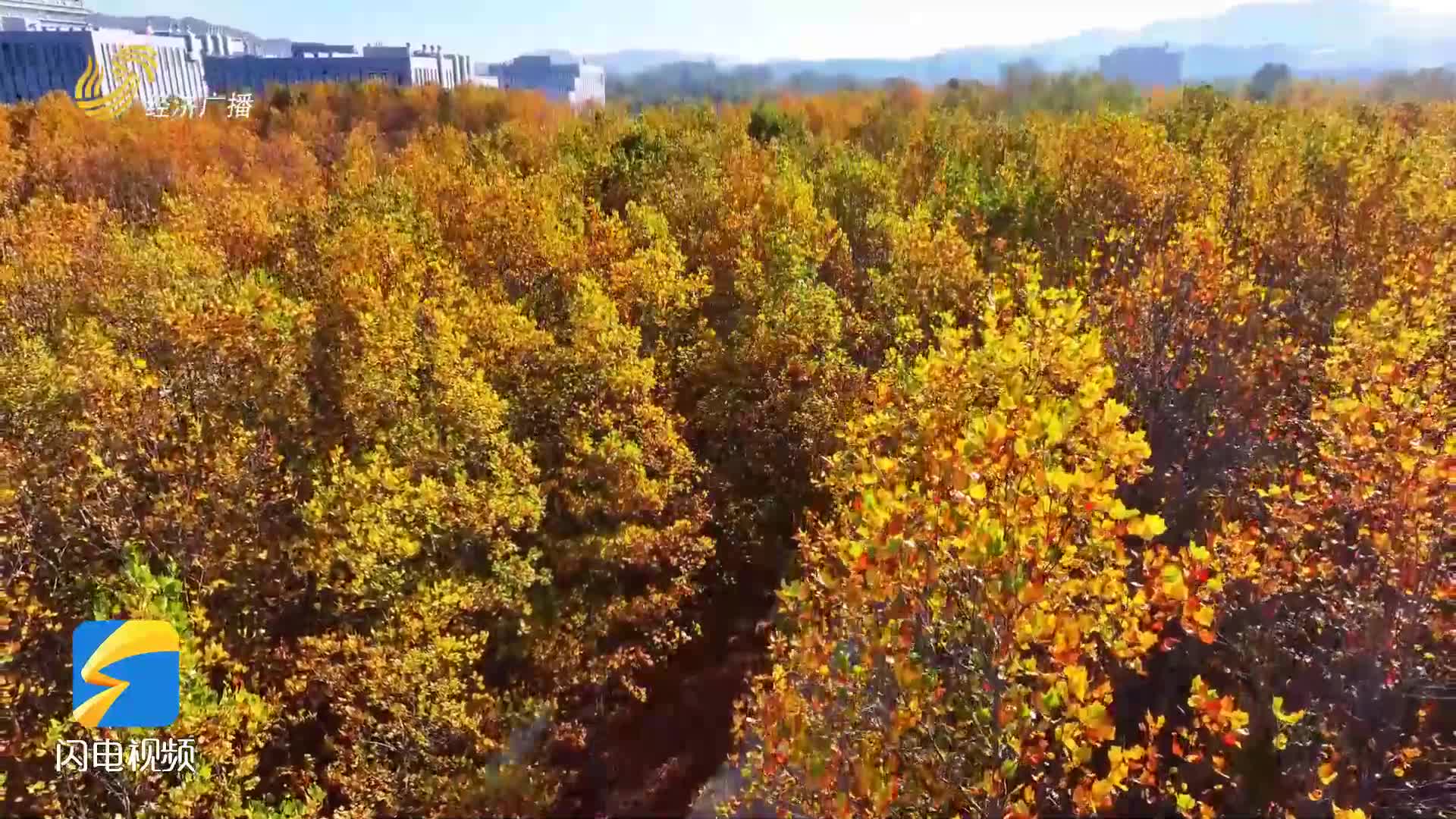 秋日私語：威海羊亭河畔的金色夢境