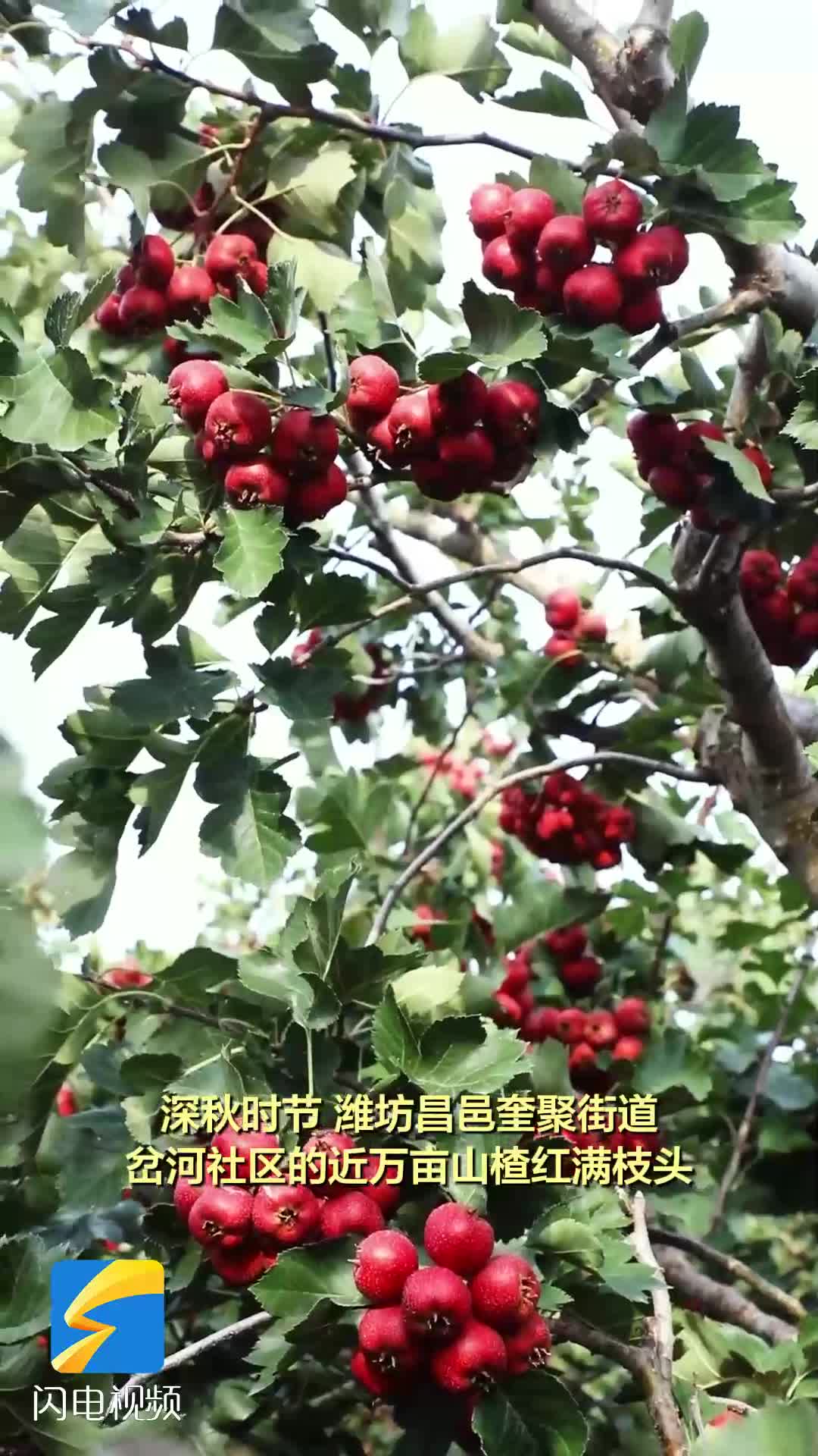 我的团长我的团山楂图片