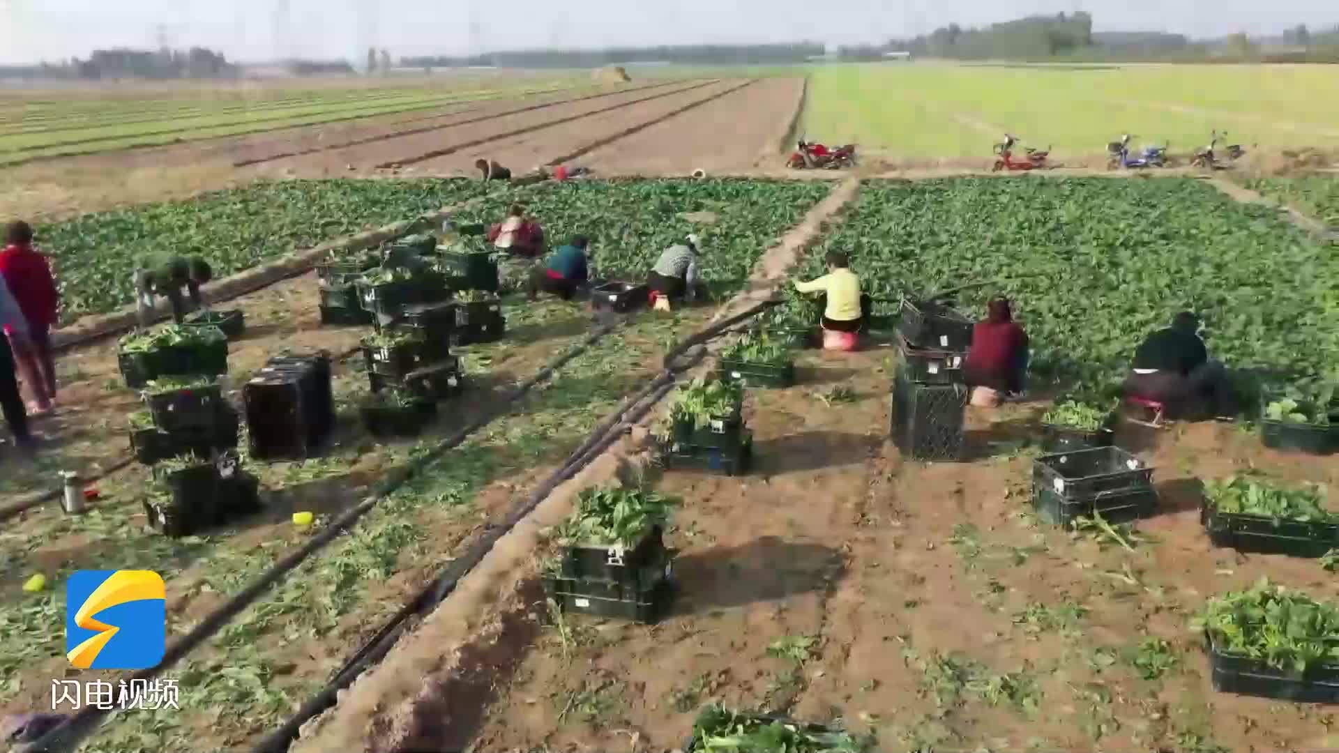 鄒平：輪作種植新舉措 菠菜豐收促增收