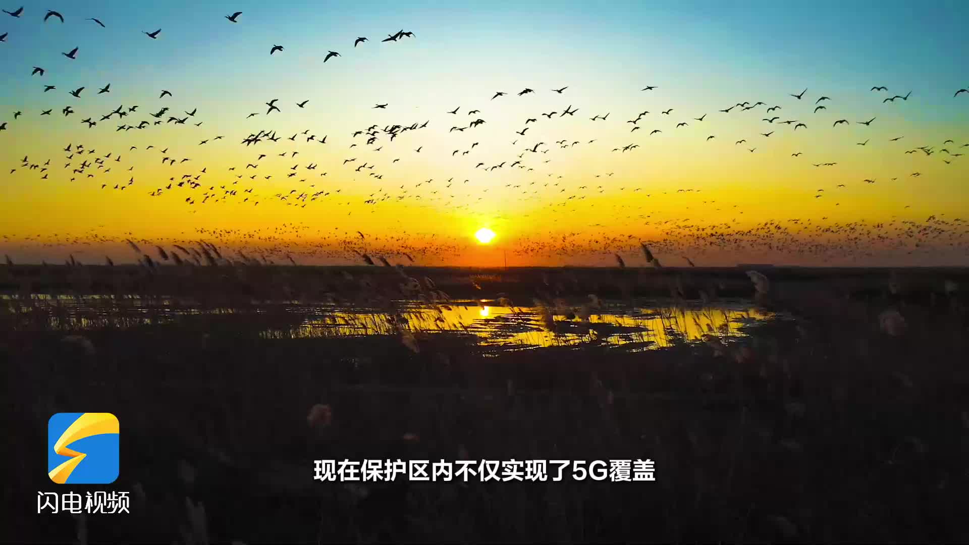 飛到黃河口｜鳥兒有了“臉部識別”？眾多黑科技幫助候鳥“落戶”黃河三角洲