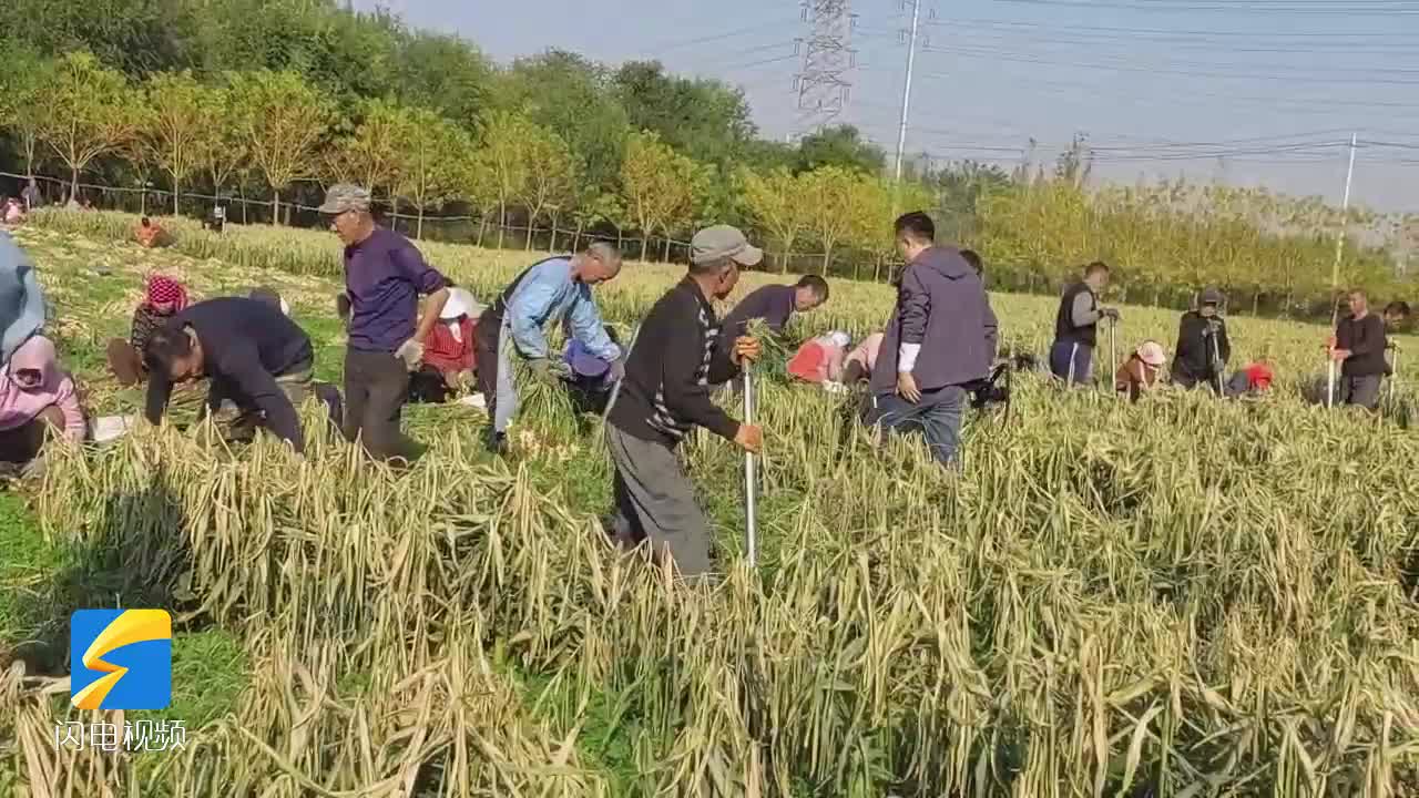 “鎮(zhèn)”興之“鋁”看鄒平丨黨組織領(lǐng)辦合作社 流轉(zhuǎn)土地“騰籠換鳥”促增收