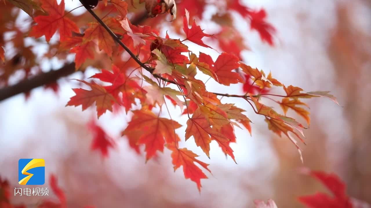 郯城：山林枫叶红似火 尽显初冬生态美