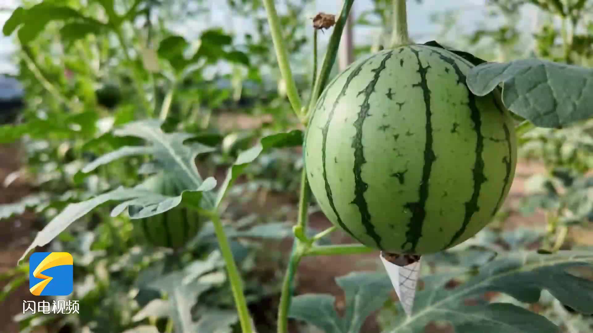 好客山東 好品山東｜濰坊：郭牌西瓜的“甜蜜密碼”