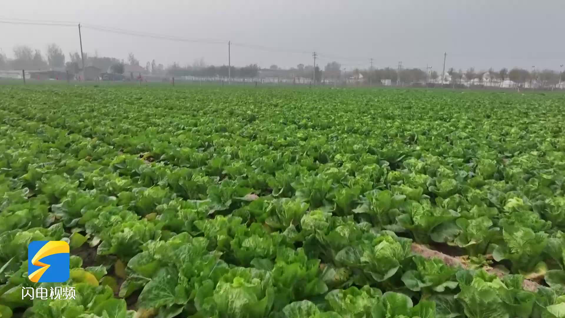 陽信：“黃金白菜”引領特色產業 鄉村振興跑出“加速度”