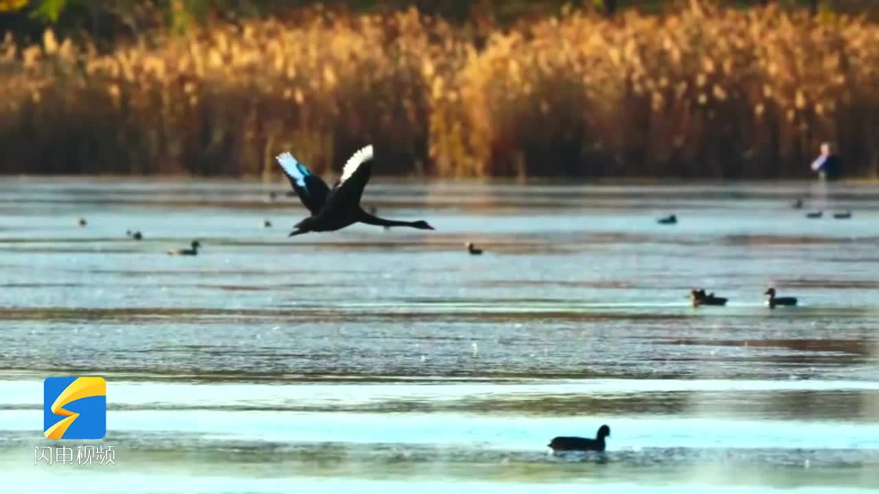 博興：麻大湖濕地公園黑天鵝與水鳥共舞