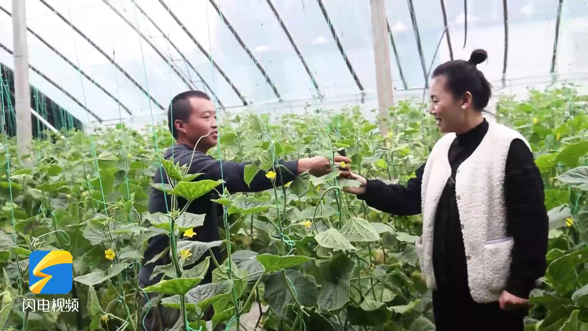 濱州：千畝黃瓜迎來豐收季 產(chǎn)銷一體發(fā)展“蔬菜經(jīng)濟”