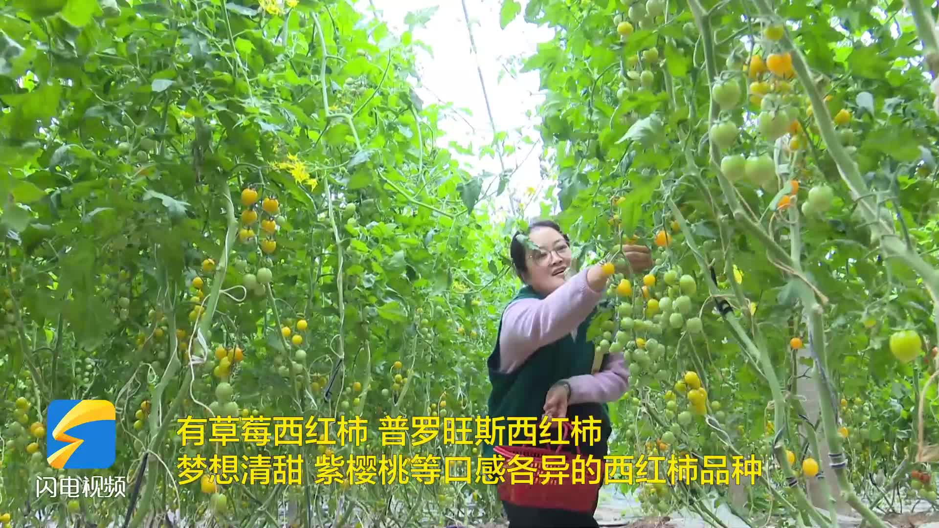 無(wú)棣：大棚西紅柿“走紅”春節(jié)市場(chǎng)