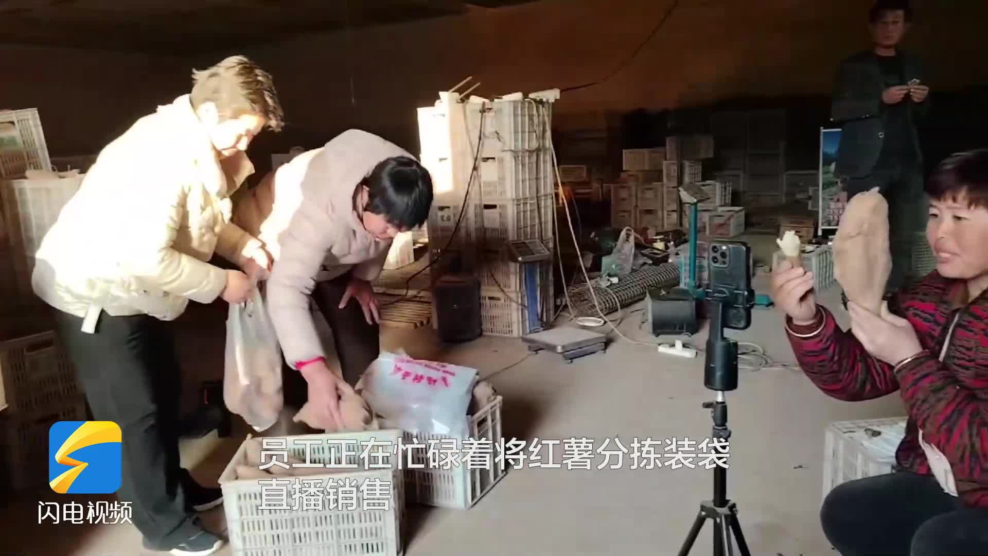 無棣：紅薯“觸網”熱銷?助力農民增收
