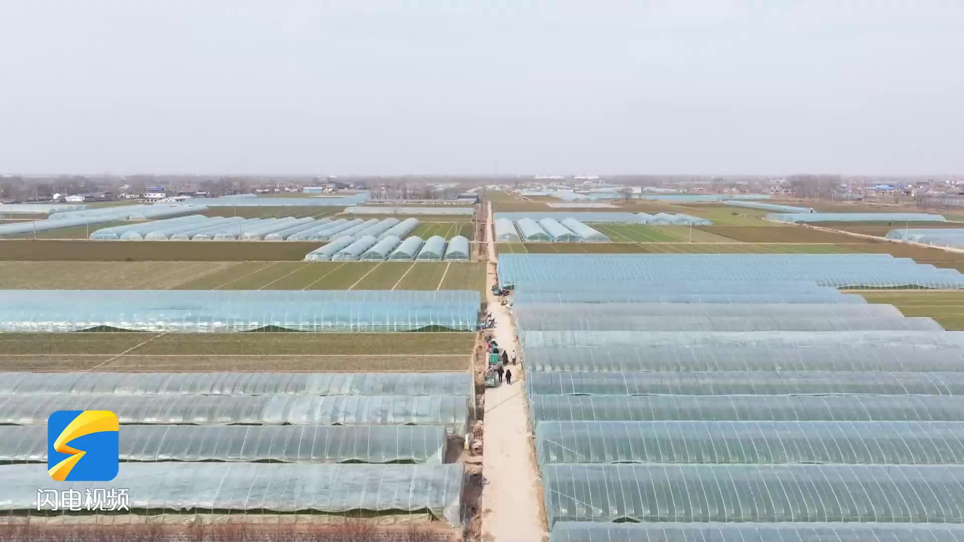 鱼台：青蒜苗丰收 助力乡村振兴