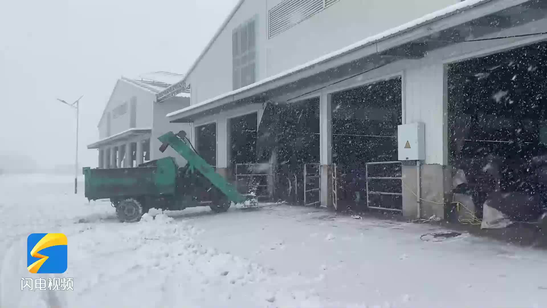 陽信：積極應對突降大雪 力保肉牛養殖業穩定運行
