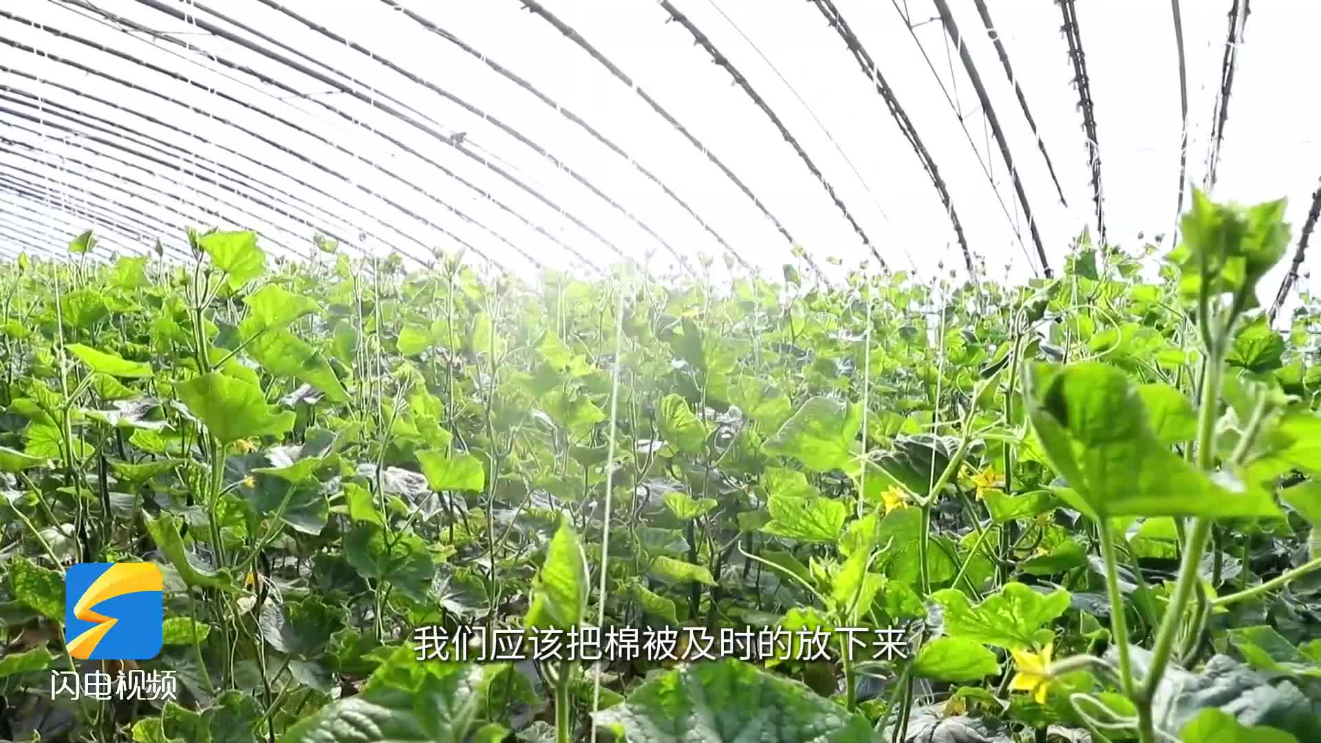 寒潮来袭 济南济阳区农业专家支招如何保障蔬菜正常生长